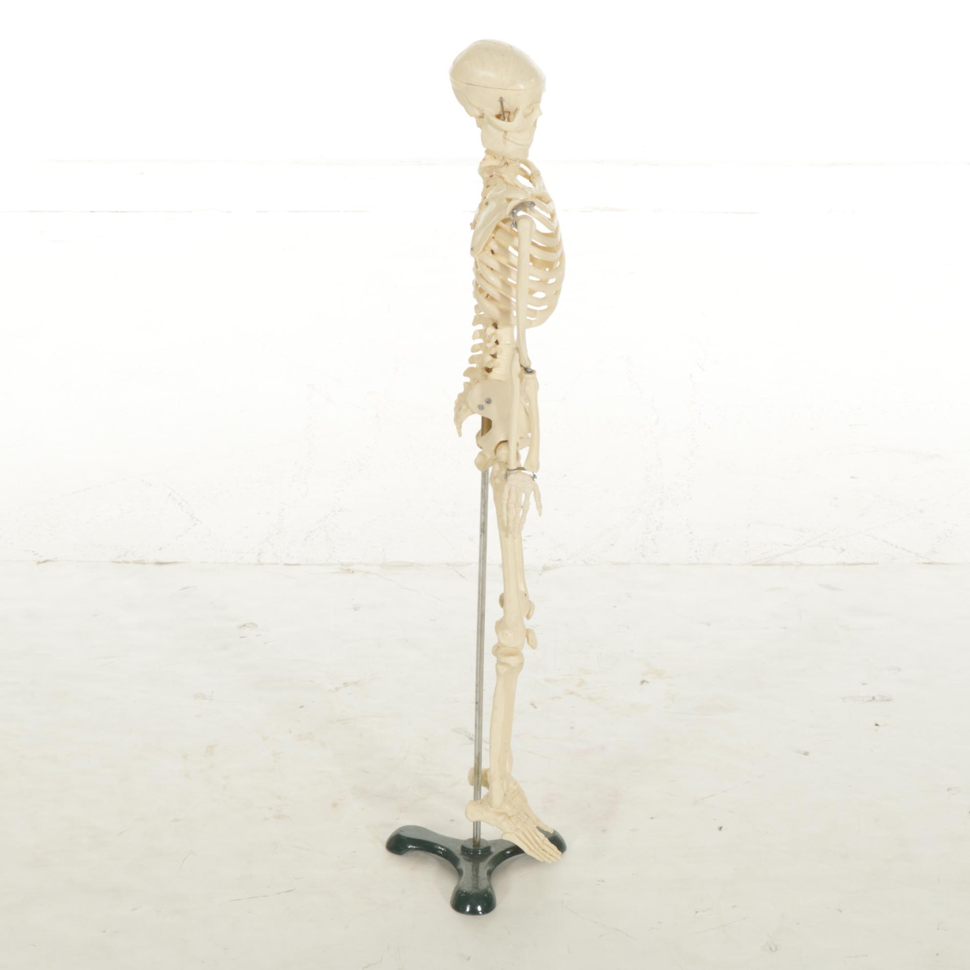Articulated Small-Scale Replica Human Skeleton on Iron Stand