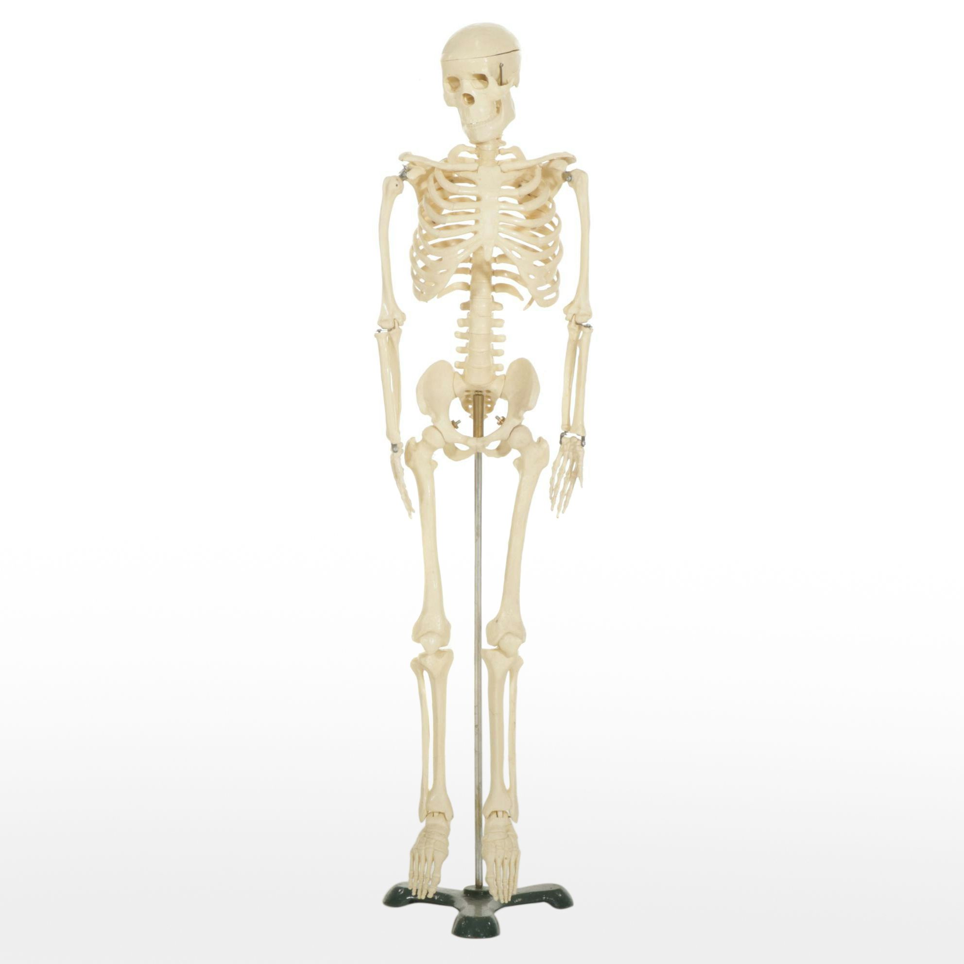 Articulated Small-Scale Replica Human Skeleton on Iron Stand