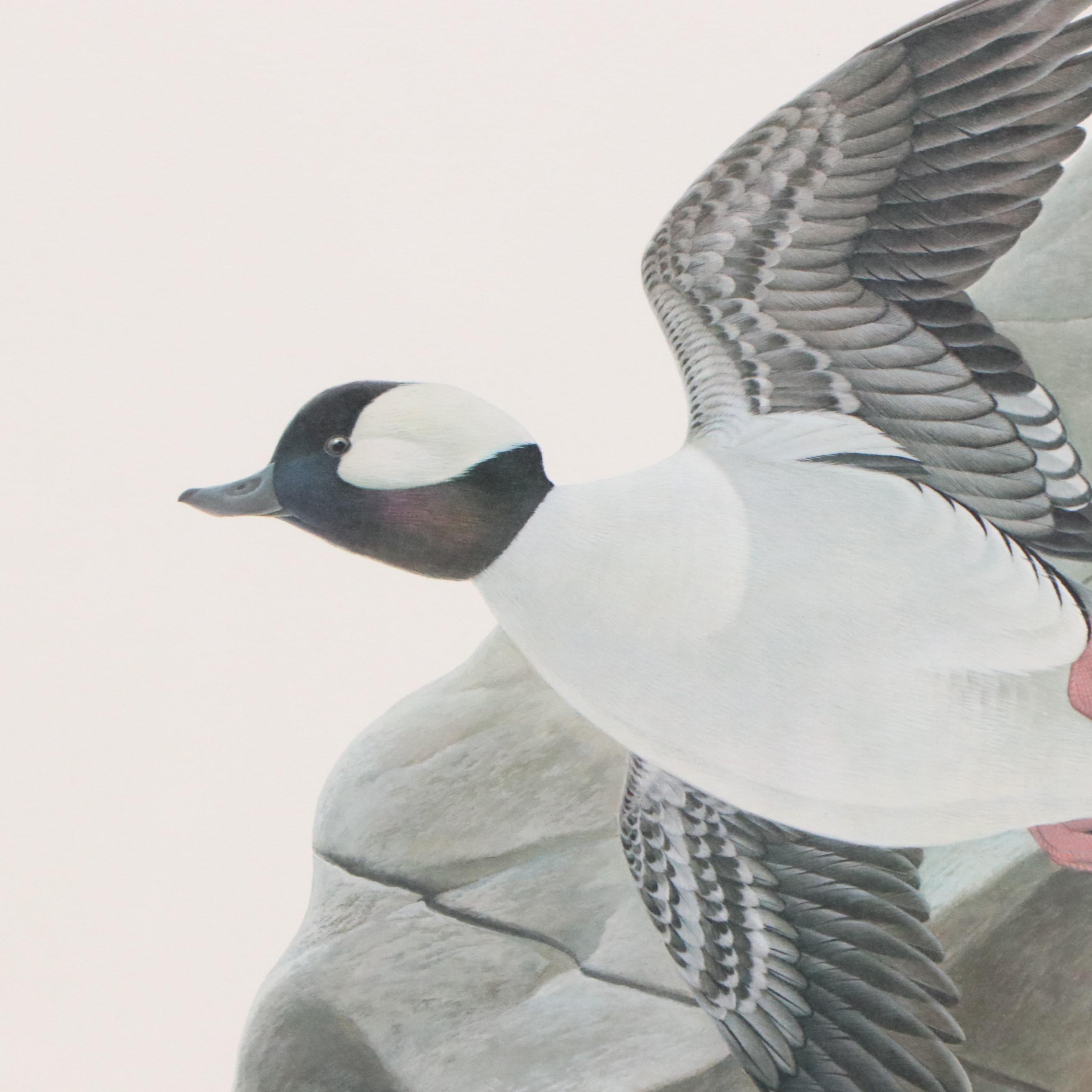 John Ruthven Offset Lithograph "Bufflehead Duck"