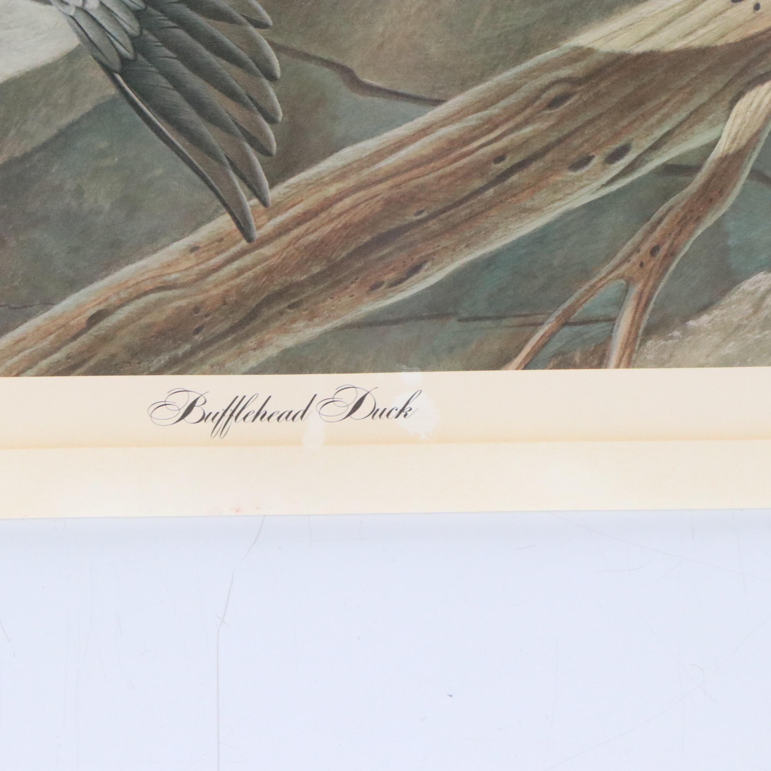 John Ruthven Offset Lithograph "Bufflehead Duck"