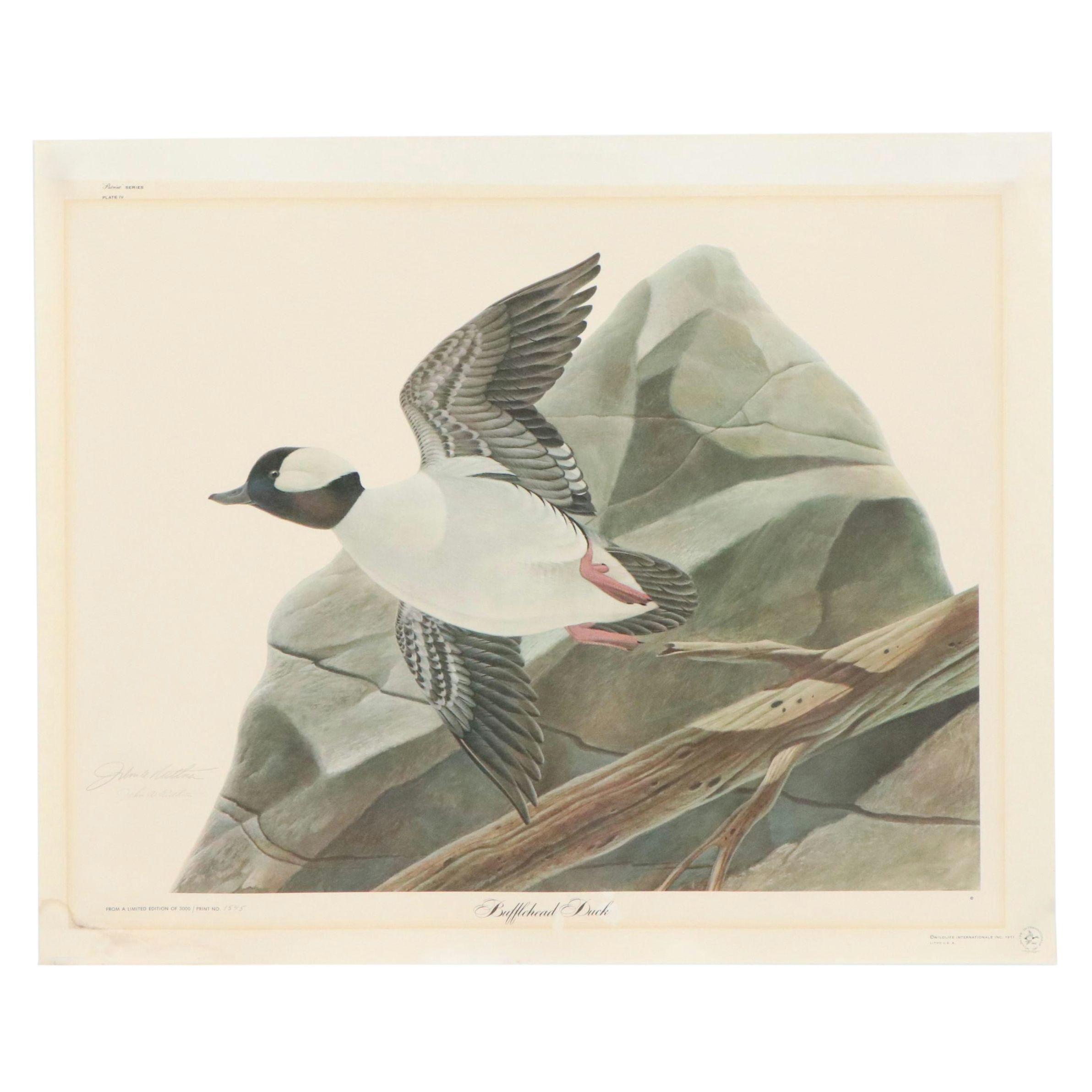 John Ruthven Offset Lithograph "Bufflehead Duck"