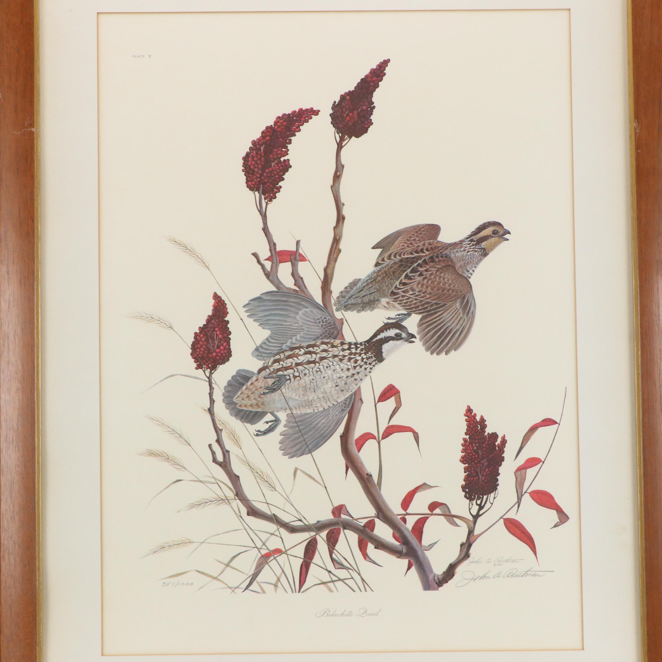 John A. Ruthven Offset Lithograph "Bobwhite Quail"
