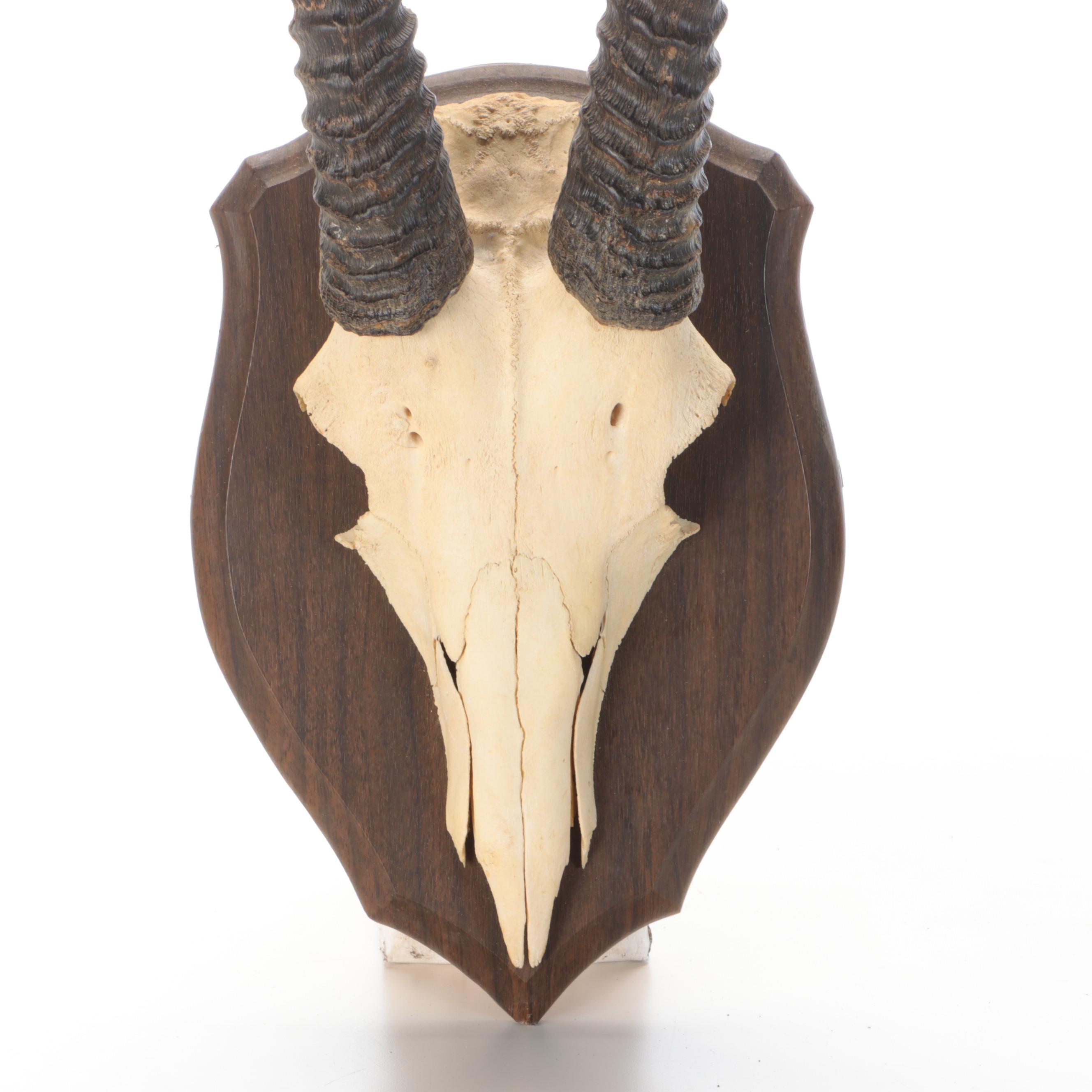 South African Oryx or Gemsbok Horn and Partial Skull Mount