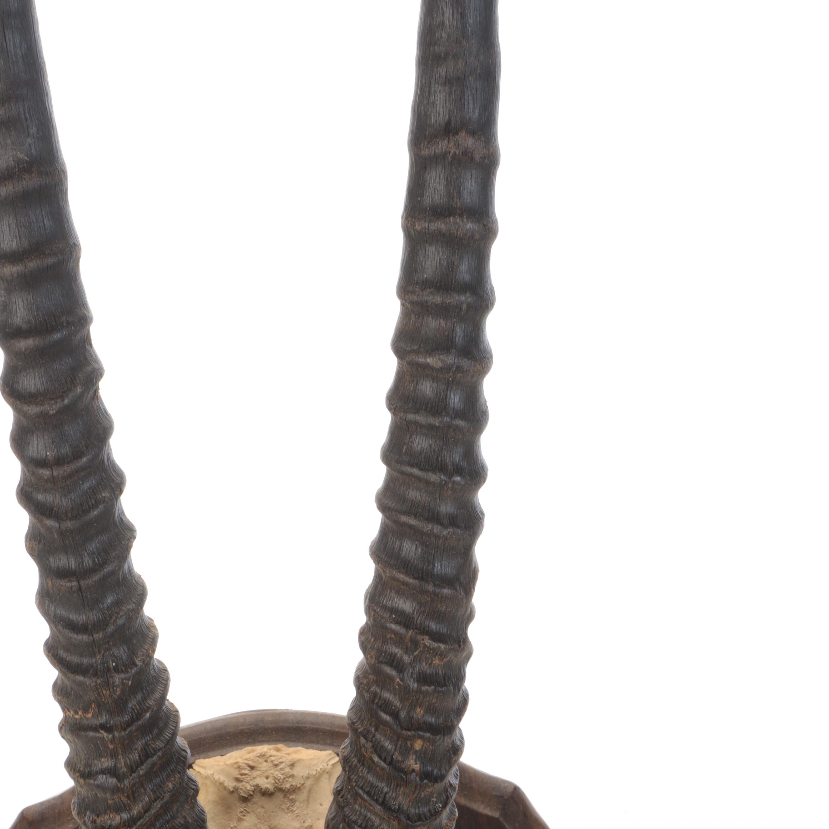 South African Oryx or Gemsbok Horn and Partial Skull Mount