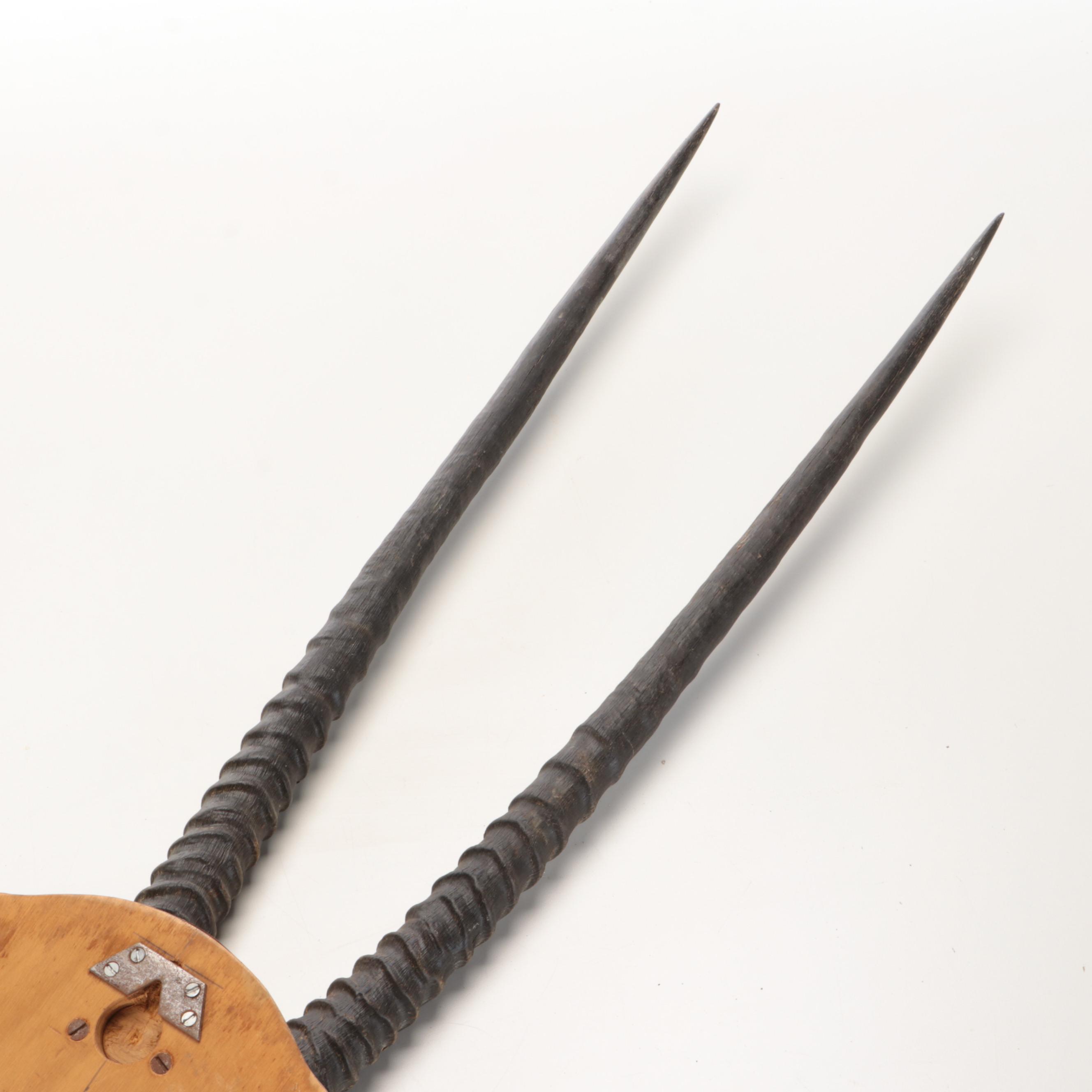 South African Oryx or Gemsbok Horn and Partial Skull Mount