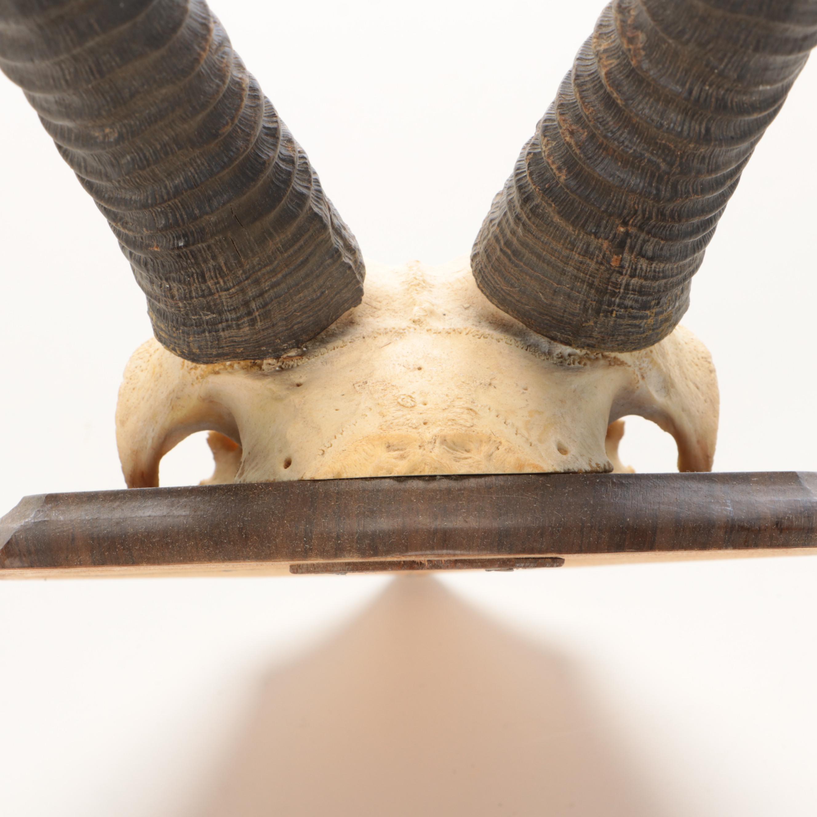 South African Oryx or Gemsbok Horn and Partial Skull Mount