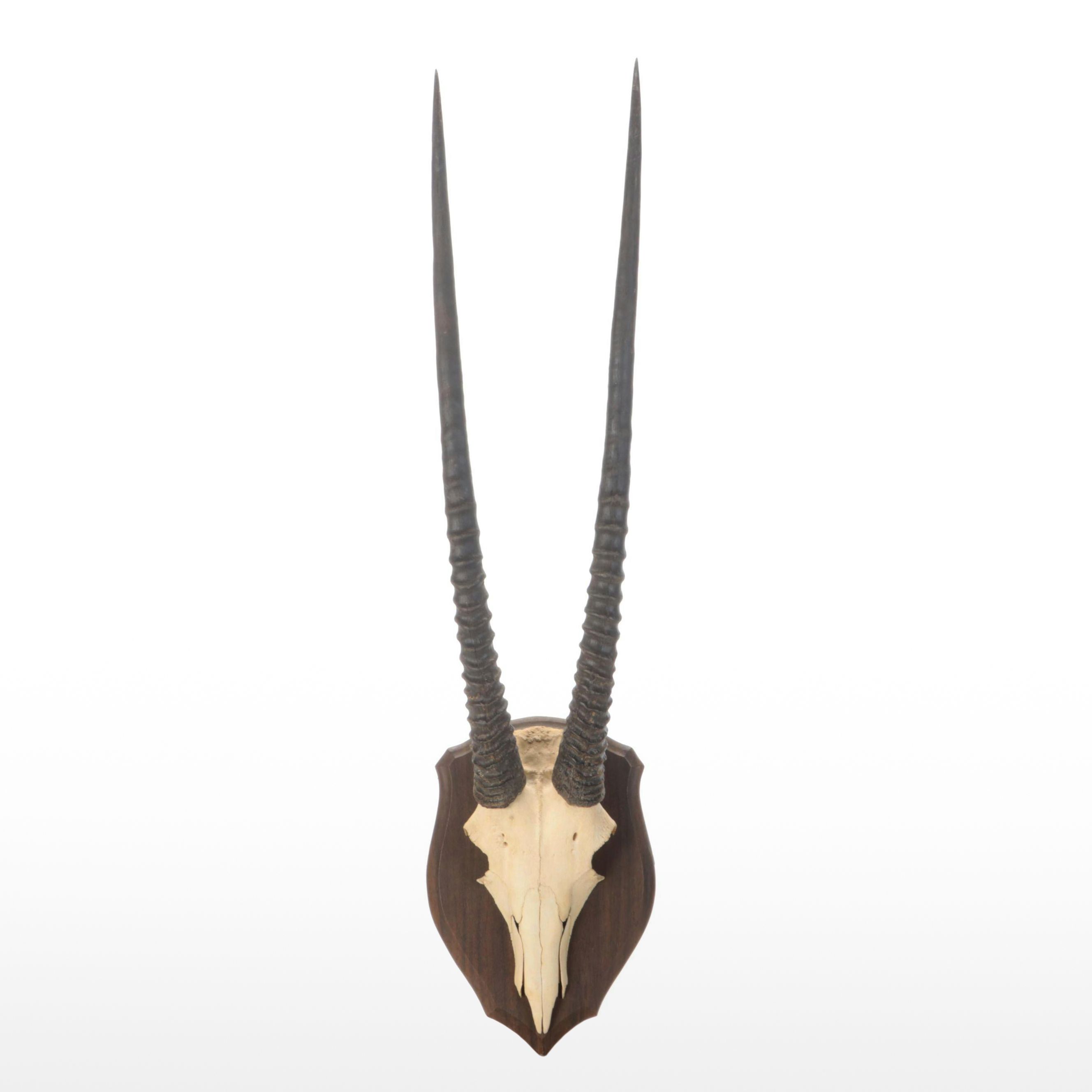 South African Oryx or Gemsbok Horn and Partial Skull Mount