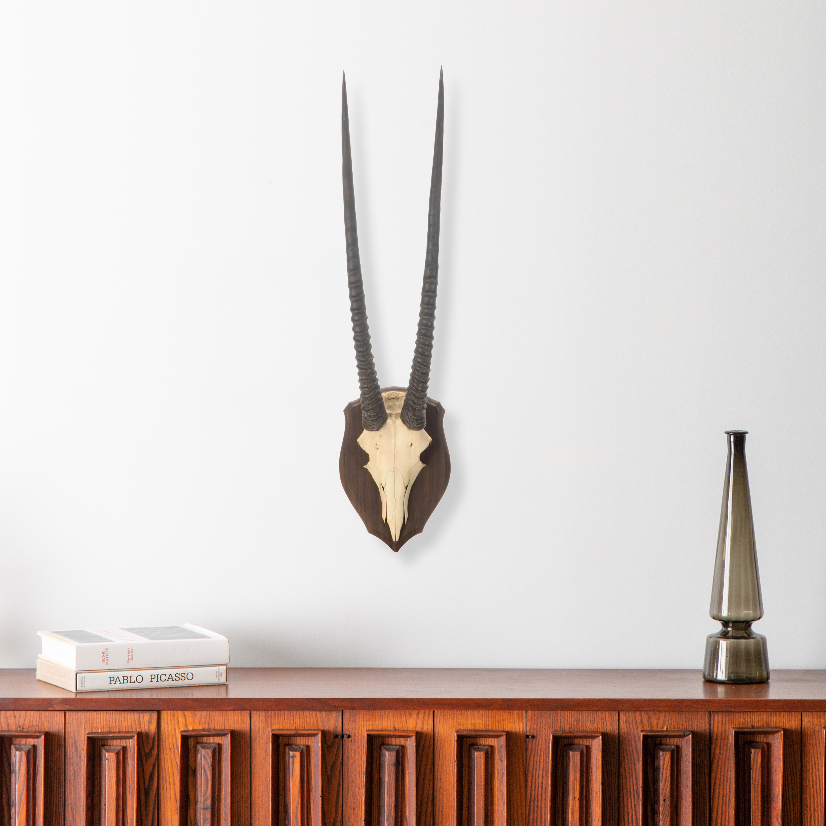 South African Oryx or Gemsbok Horn and Partial Skull Mount