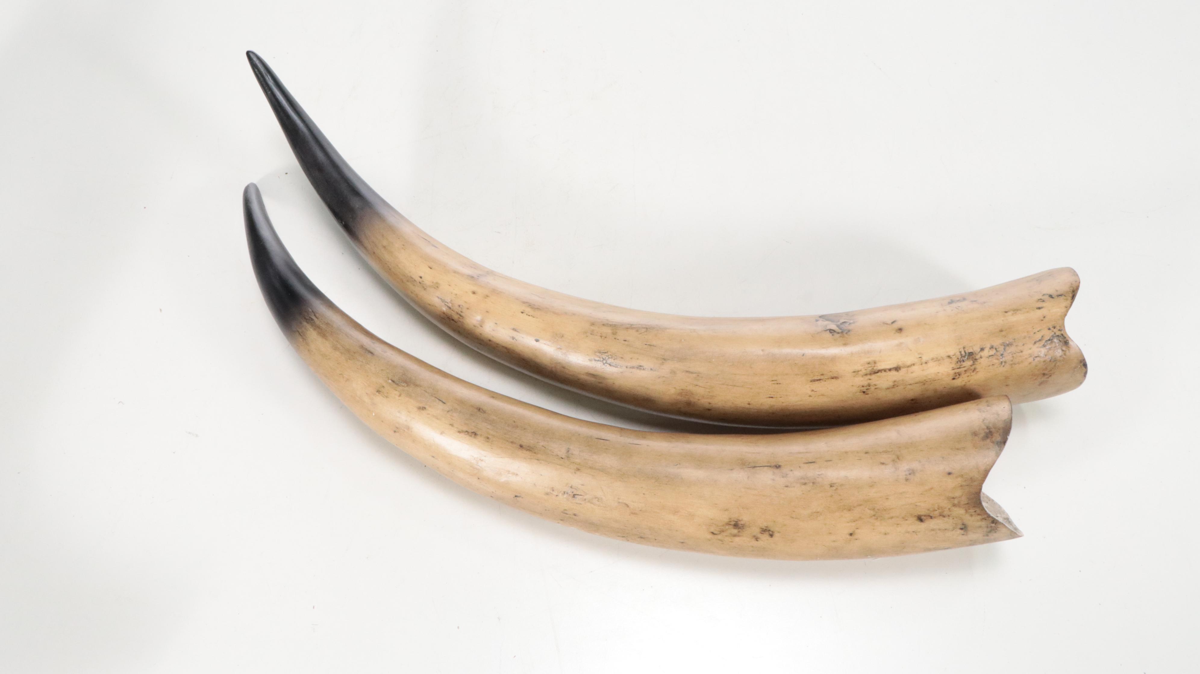 Faux Taxidermy Replica Steer Horns and Skull in Resin