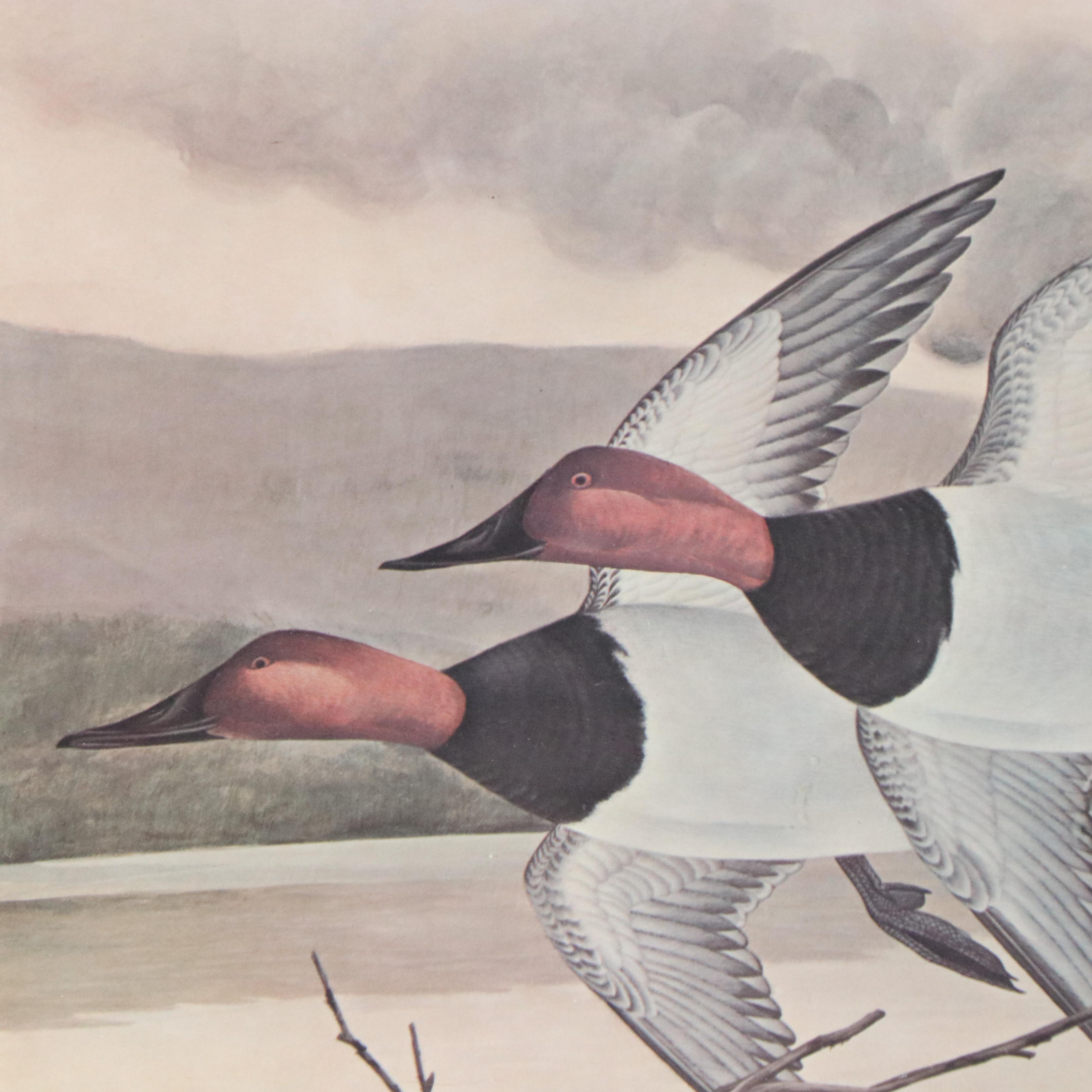John A. Ruthven Offset Lithograph "Canvasbacks on the Ohio," 1970