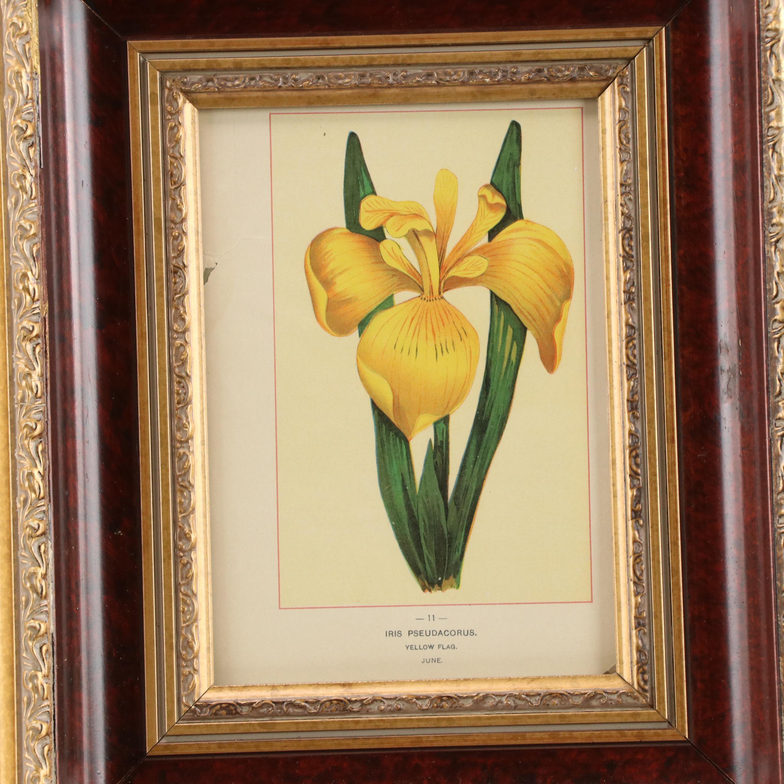 Color Lithographs "Iris Pseudacorus" and "Wild Yellow Lily" Everything But The House