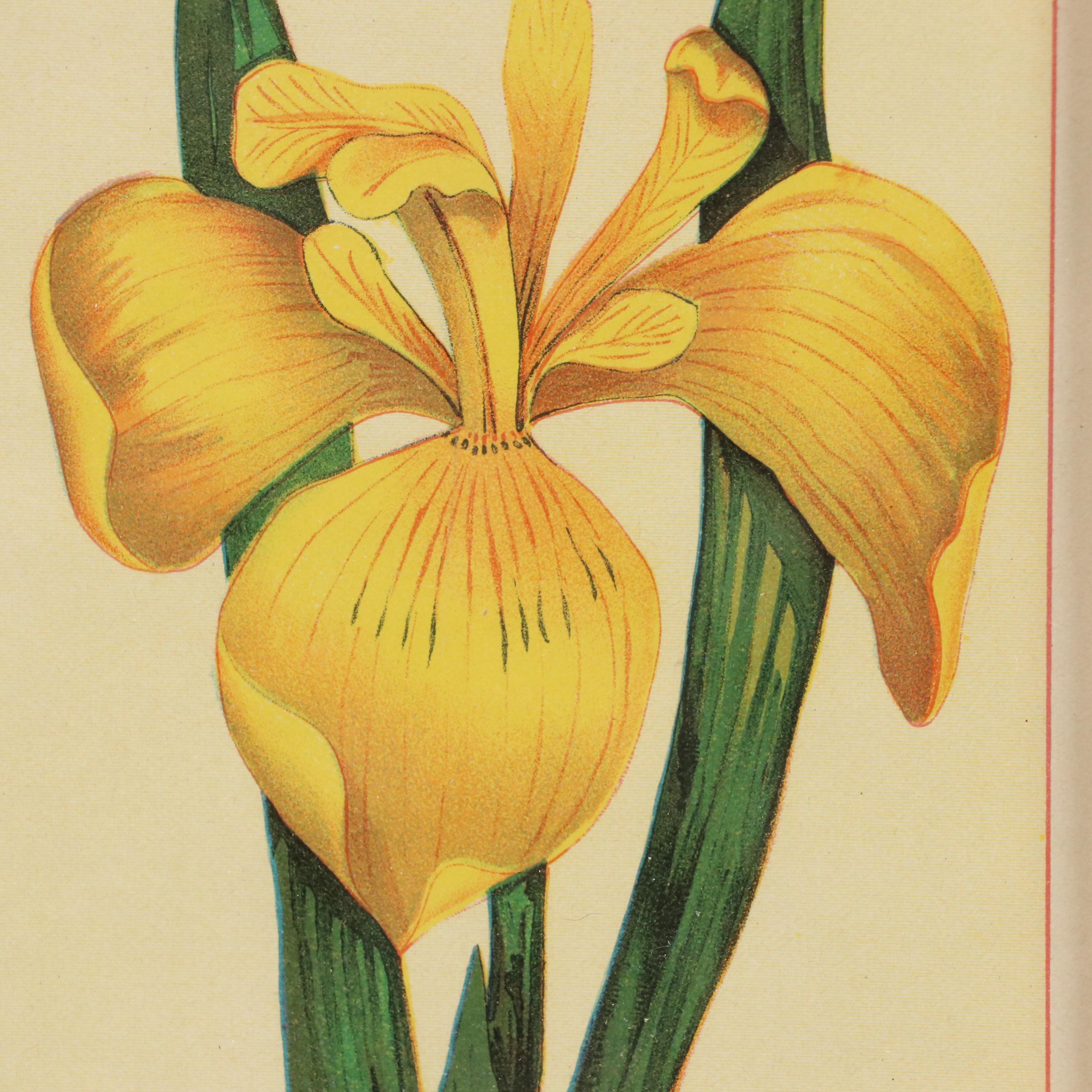 Color Lithographs "Iris Pseudacorus" and "Wild Yellow Lily" Everything But The House