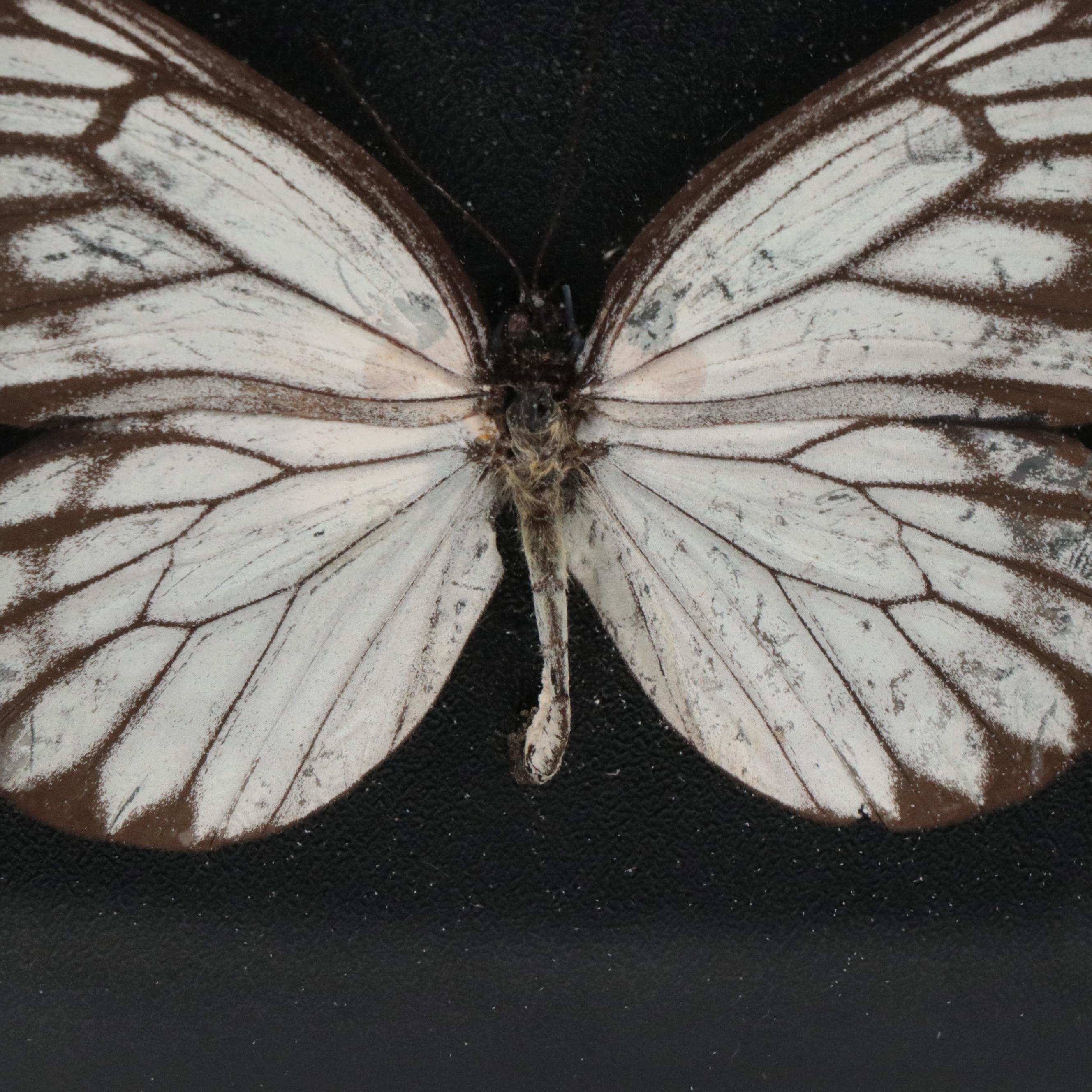 Taxidermy Asian Forest Scorpion with Blue Mountain Swallowtail and More