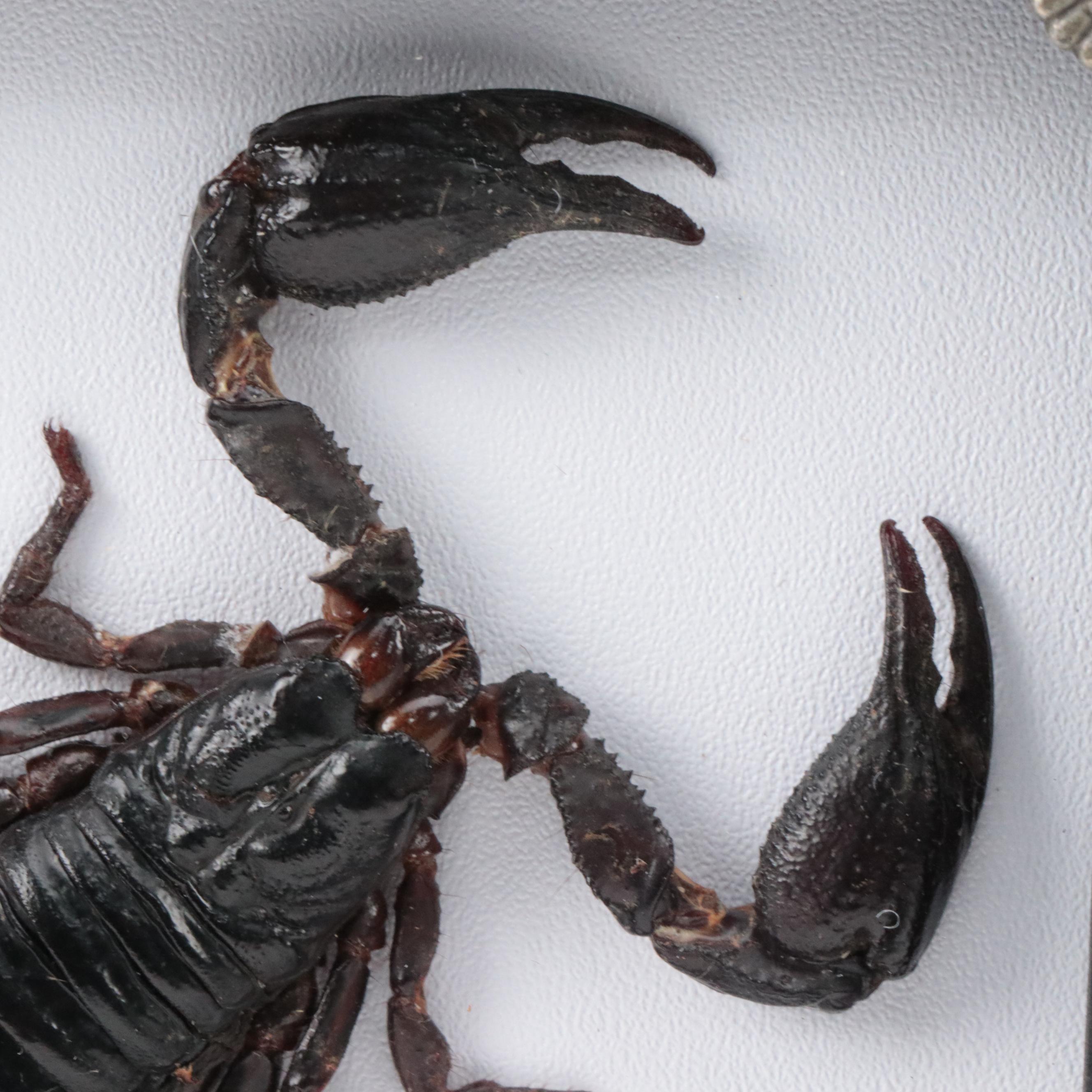 Taxidermy Asian Forest Scorpion with Blue Mountain Swallowtail and More