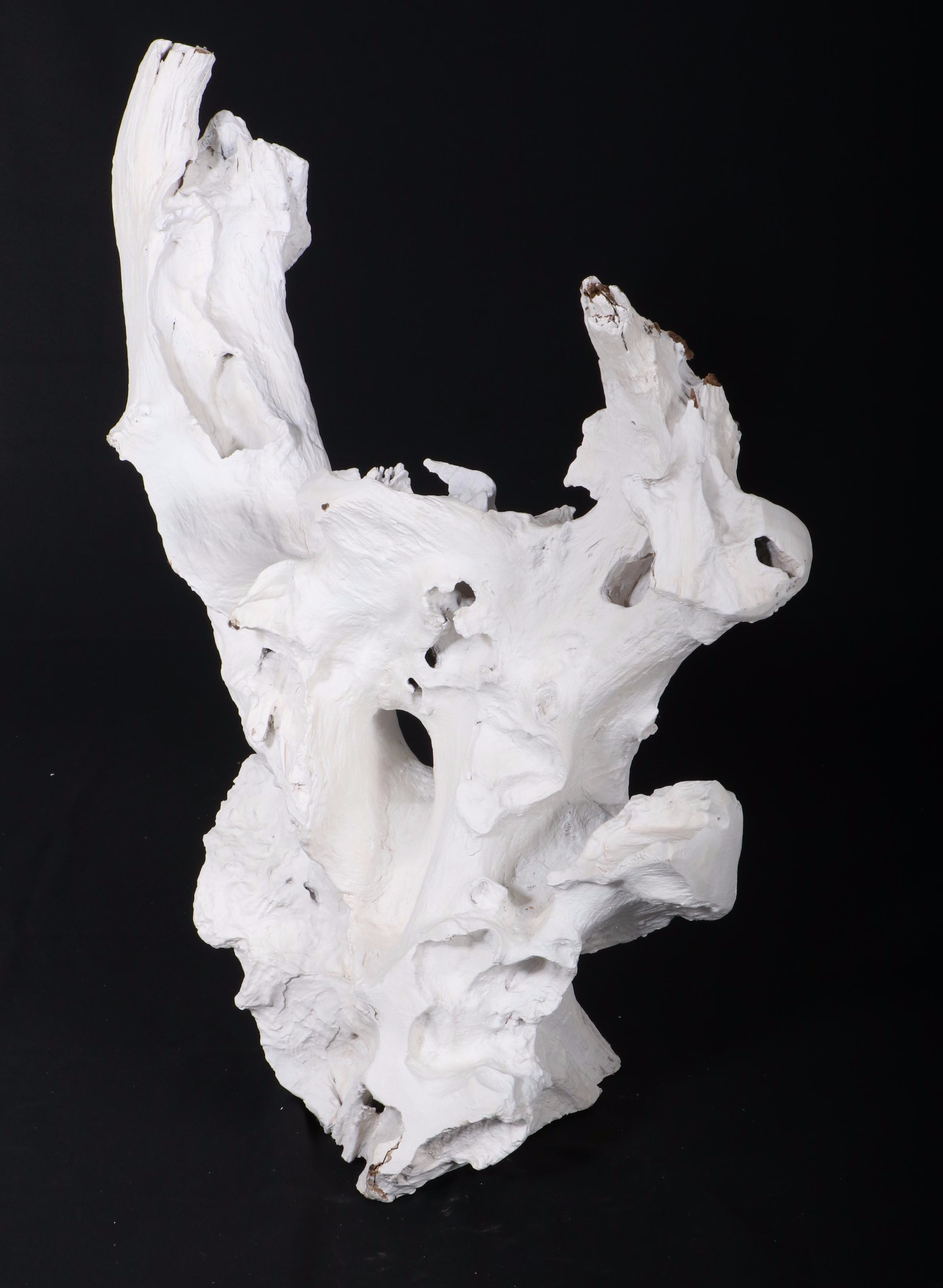 Indonesian Painted Teak Root Sculpture in Bone Finish