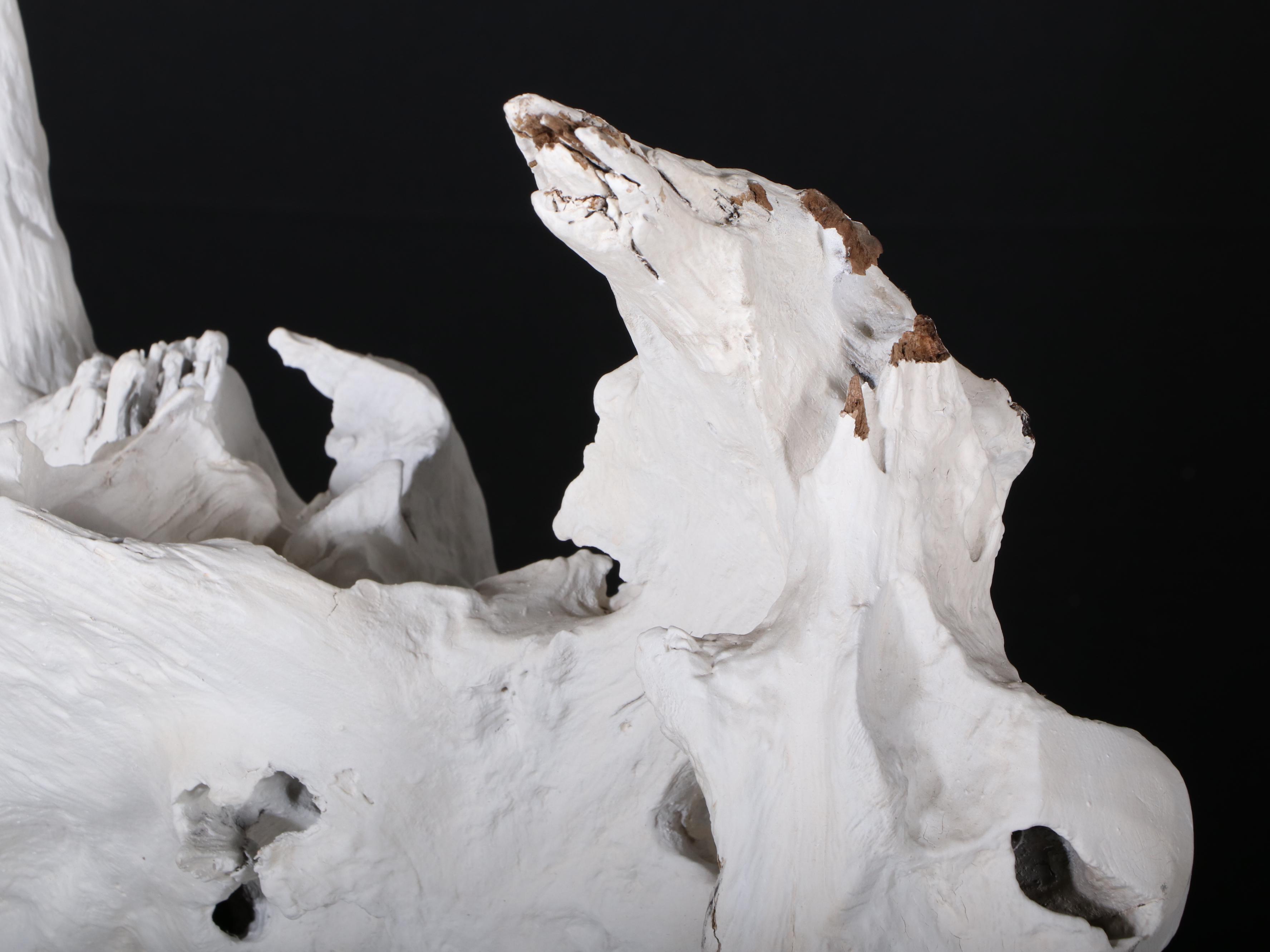 Indonesian Painted Teak Root Sculpture in Bone Finish