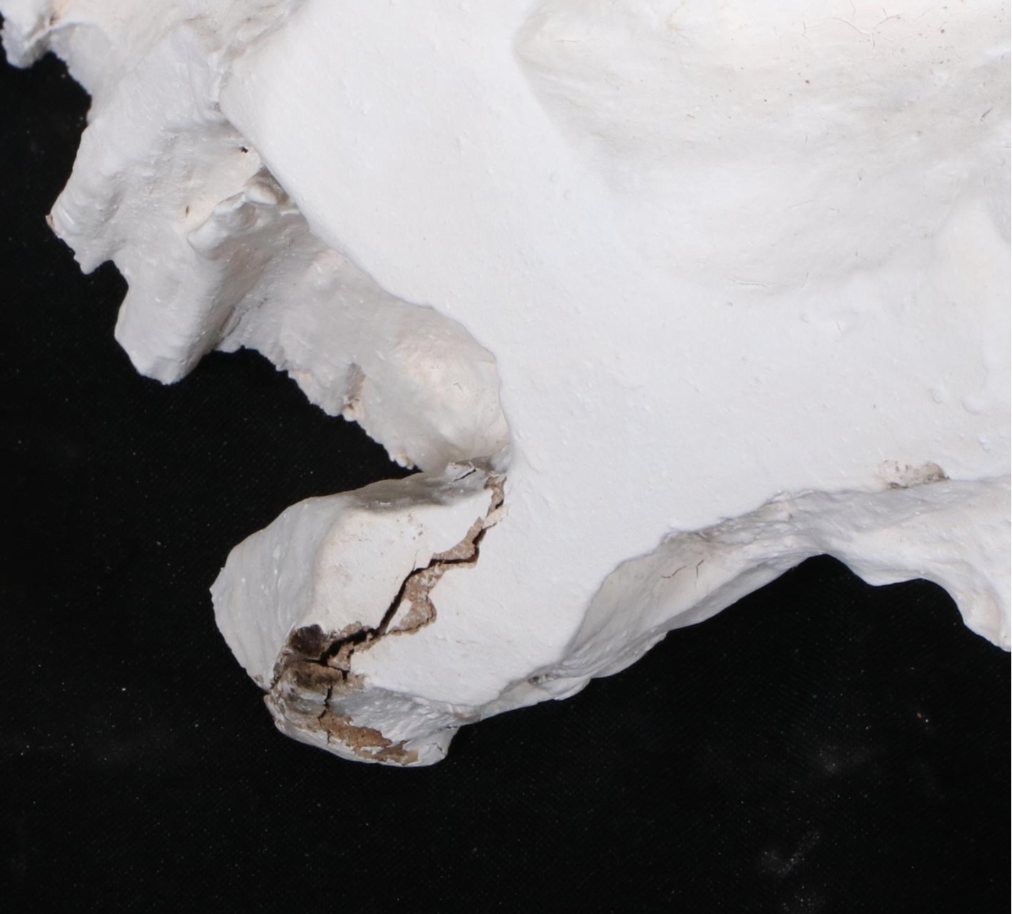 Indonesian Painted Teak Root Sculpture in Bone Finish