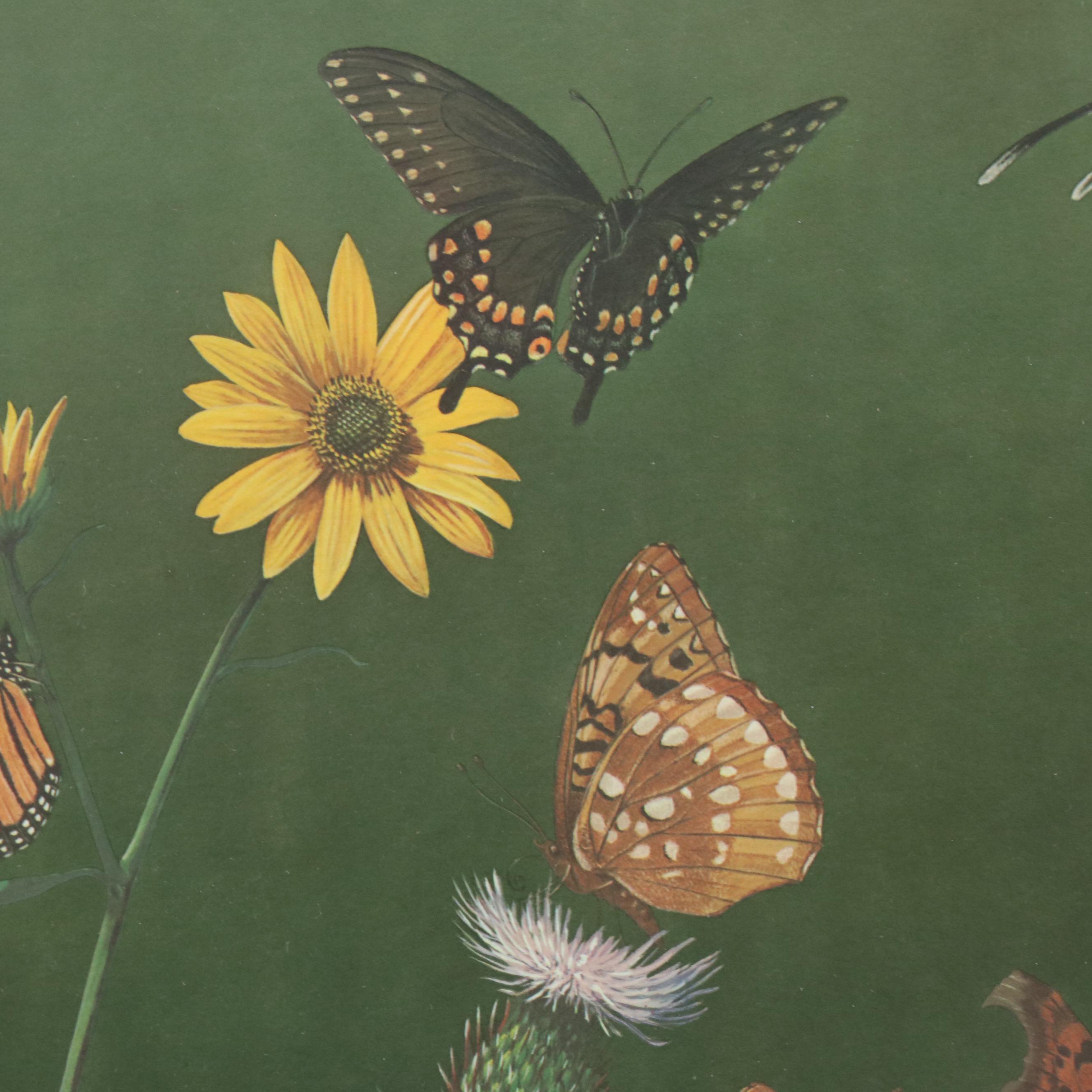 Offset Lithograph After Ray Harm "American Butterflies," Circa 1963