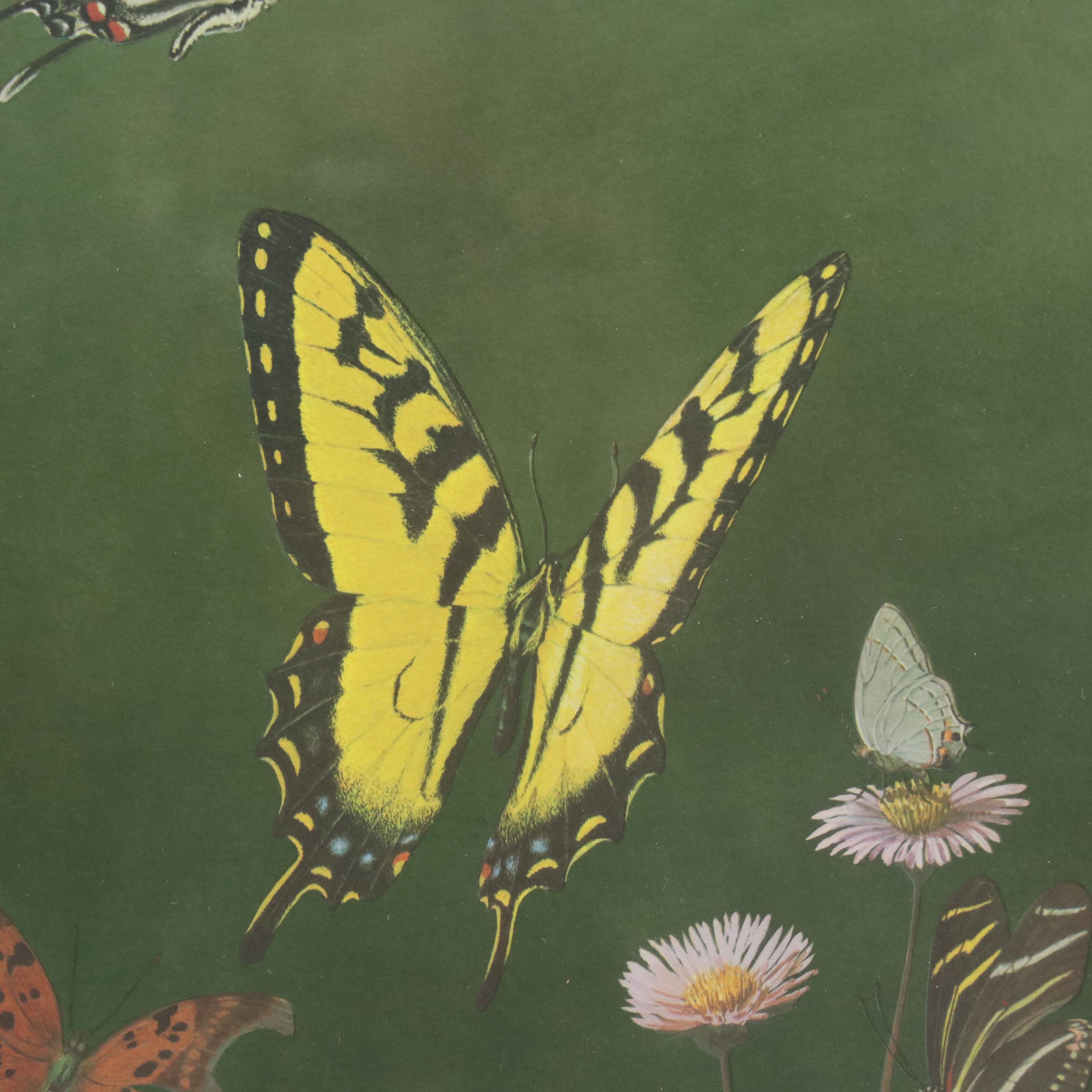 Offset Lithograph After Ray Harm "American Butterflies," Circa 1963