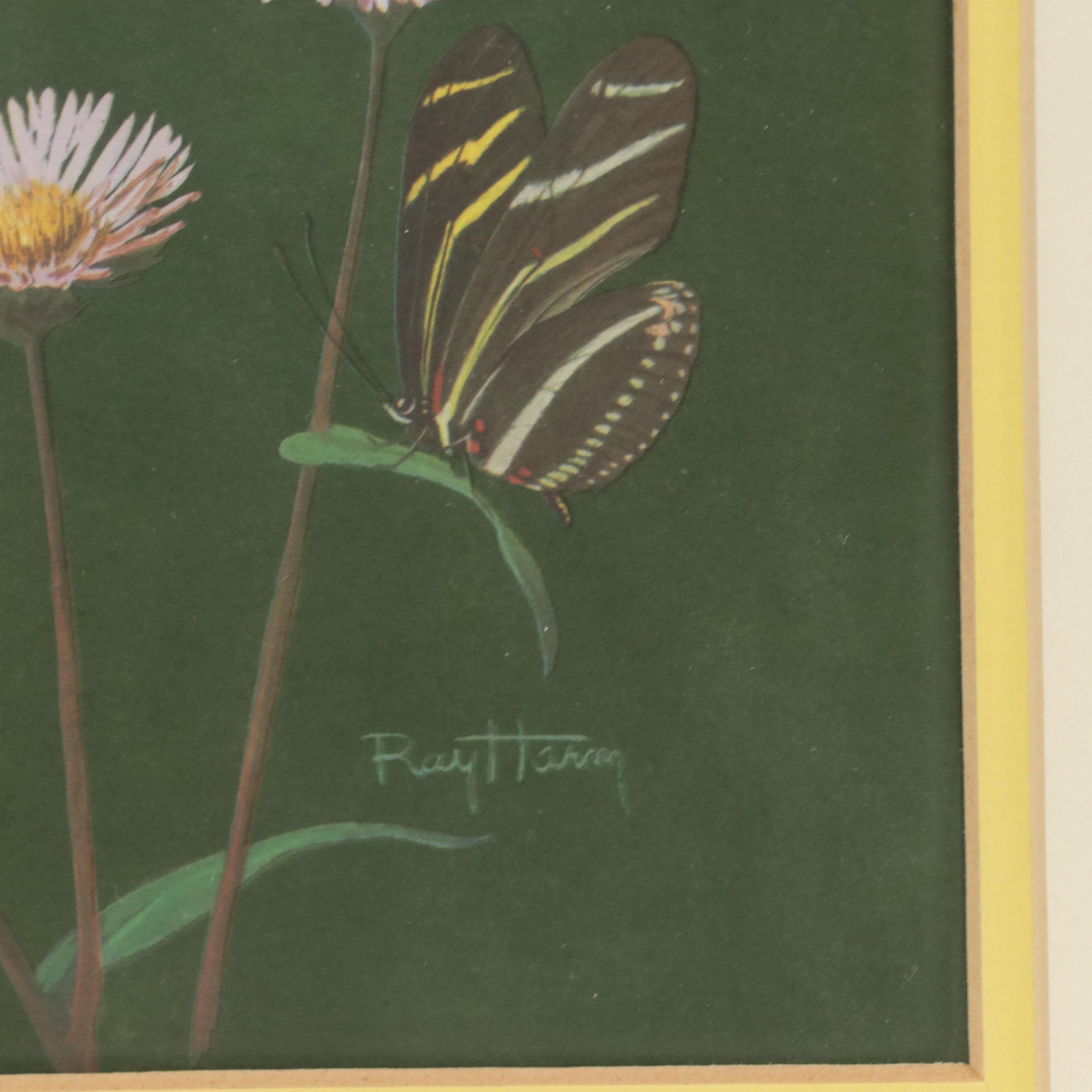Offset Lithograph After Ray Harm "American Butterflies," Circa 1963
