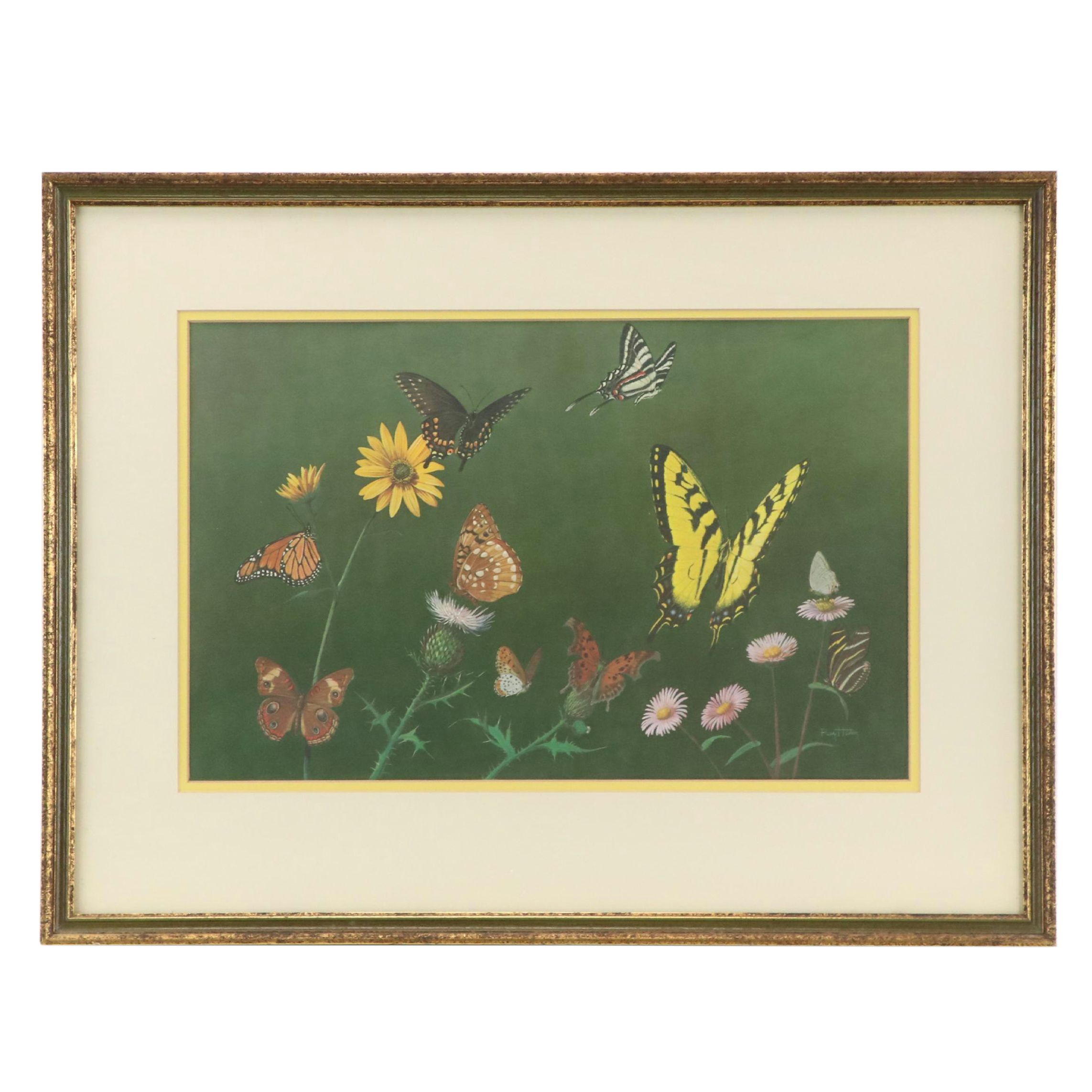 Offset Lithograph After Ray Harm "American Butterflies," Circa 1963