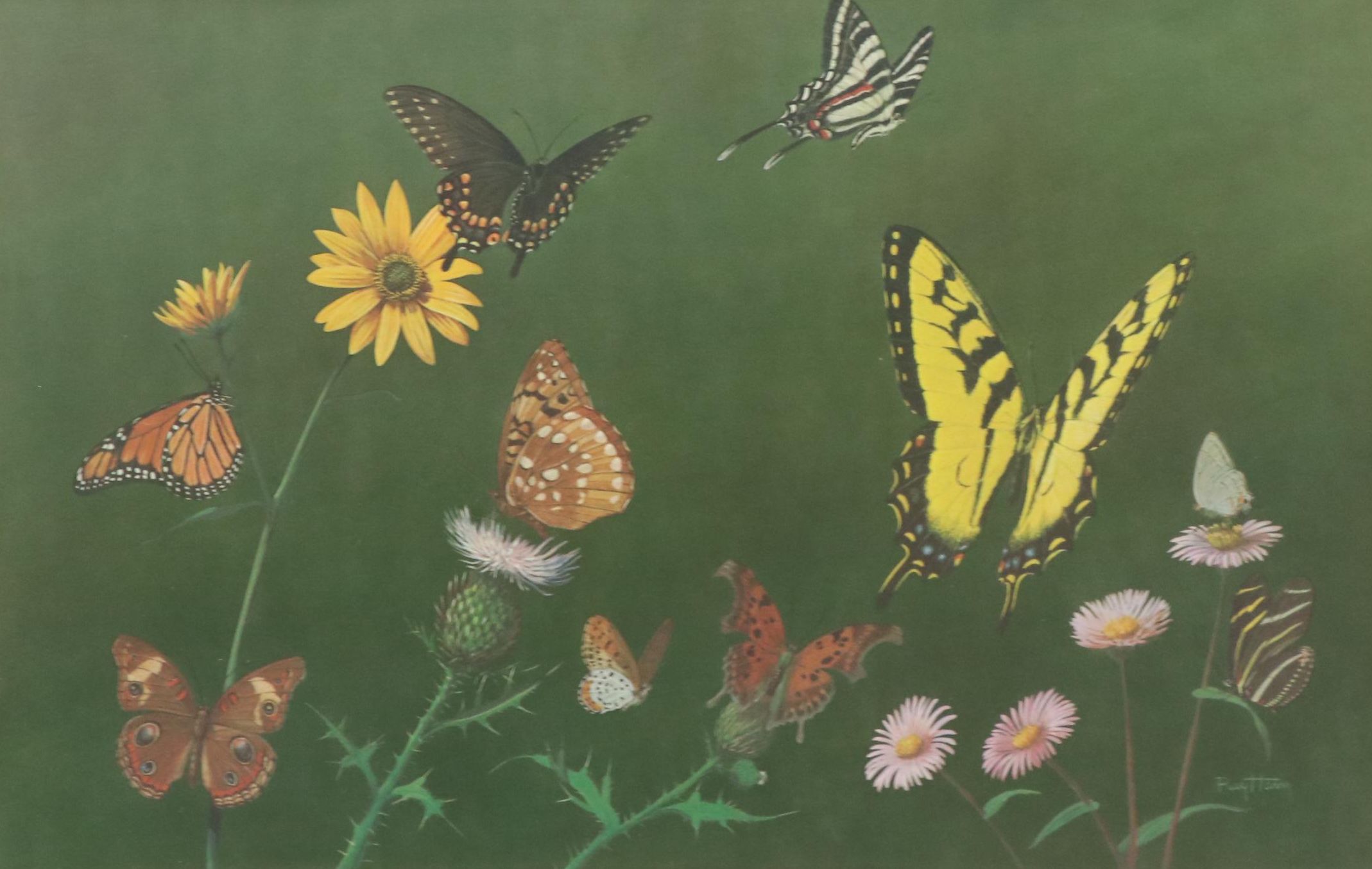 Offset Lithograph After Ray Harm "American Butterflies," Circa 1963