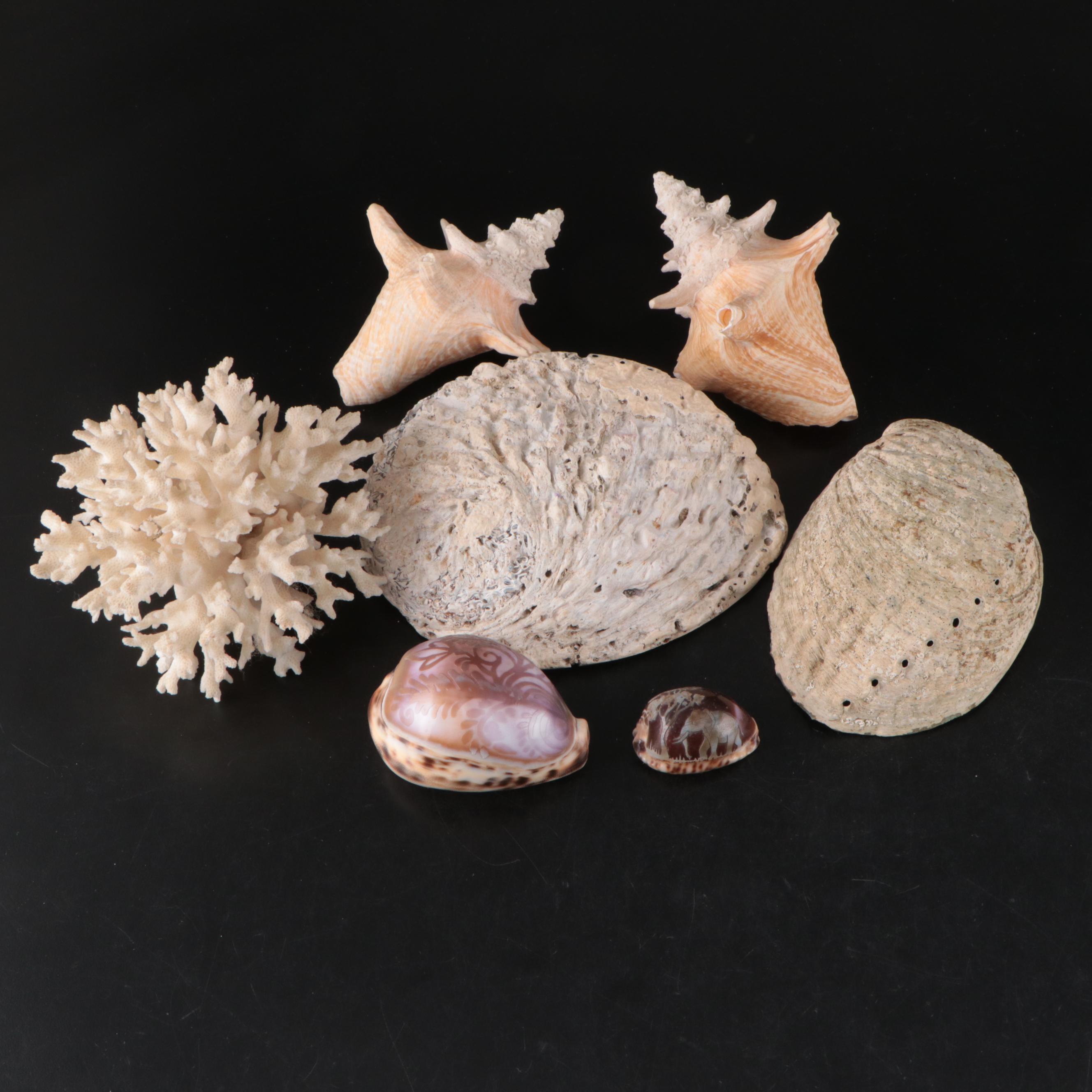 Carved Cowries, Abalone, and Conch Shells with Fossilized Elkhorn Coral