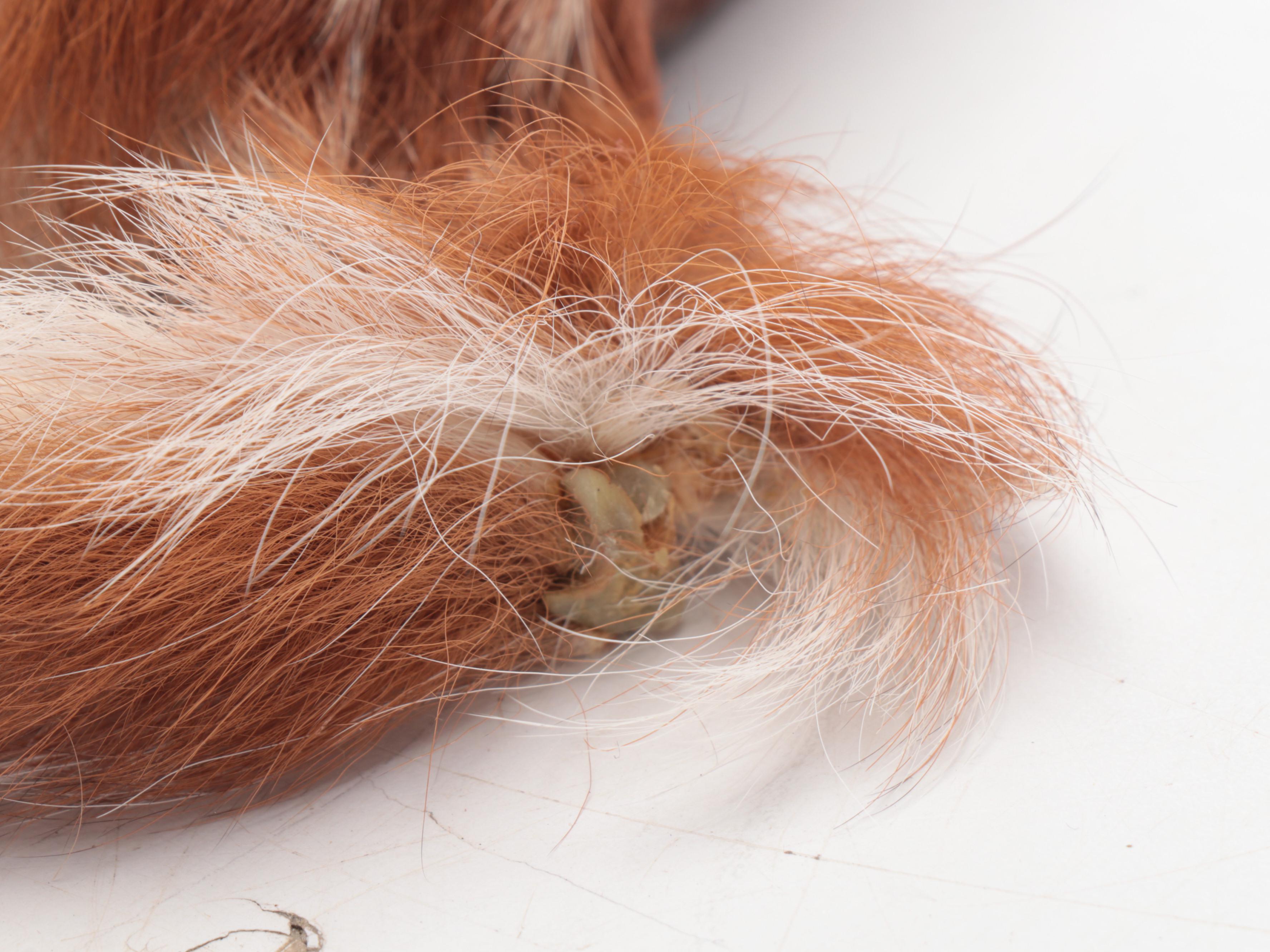 Taxidermy White-Tailed Deer Fawn