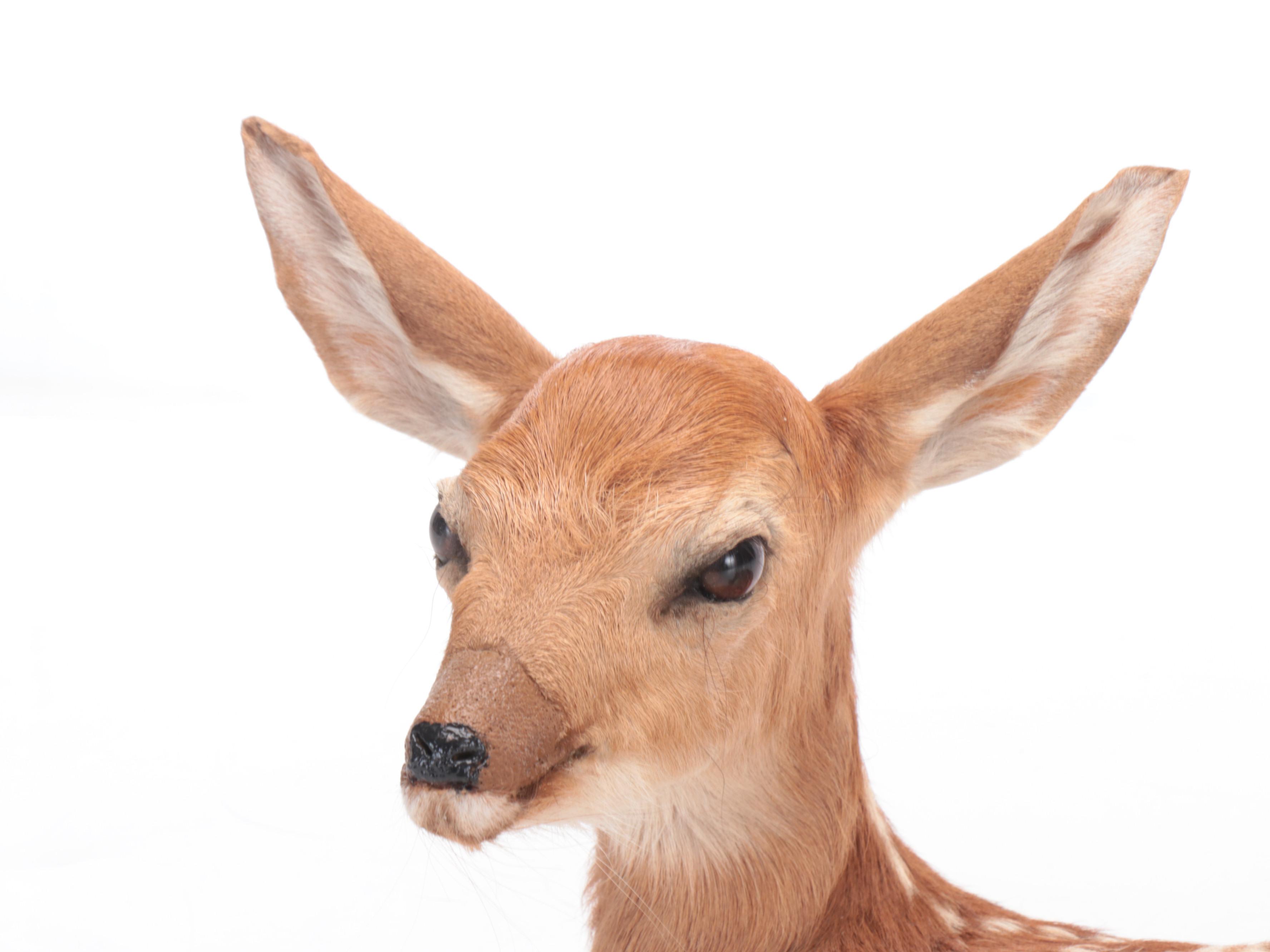 Taxidermy White-Tailed Deer Fawn