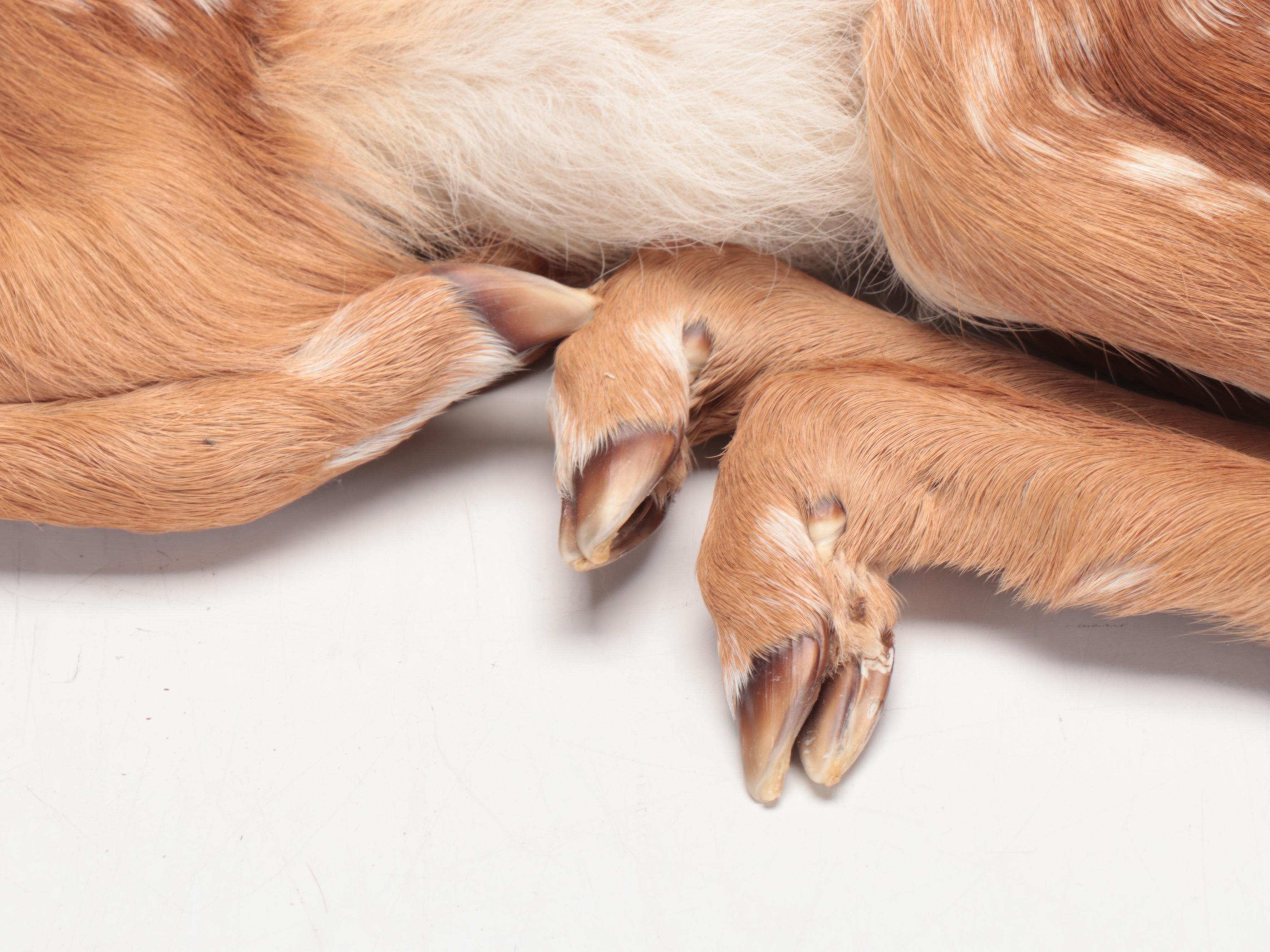 Taxidermy White-Tailed Deer Fawn