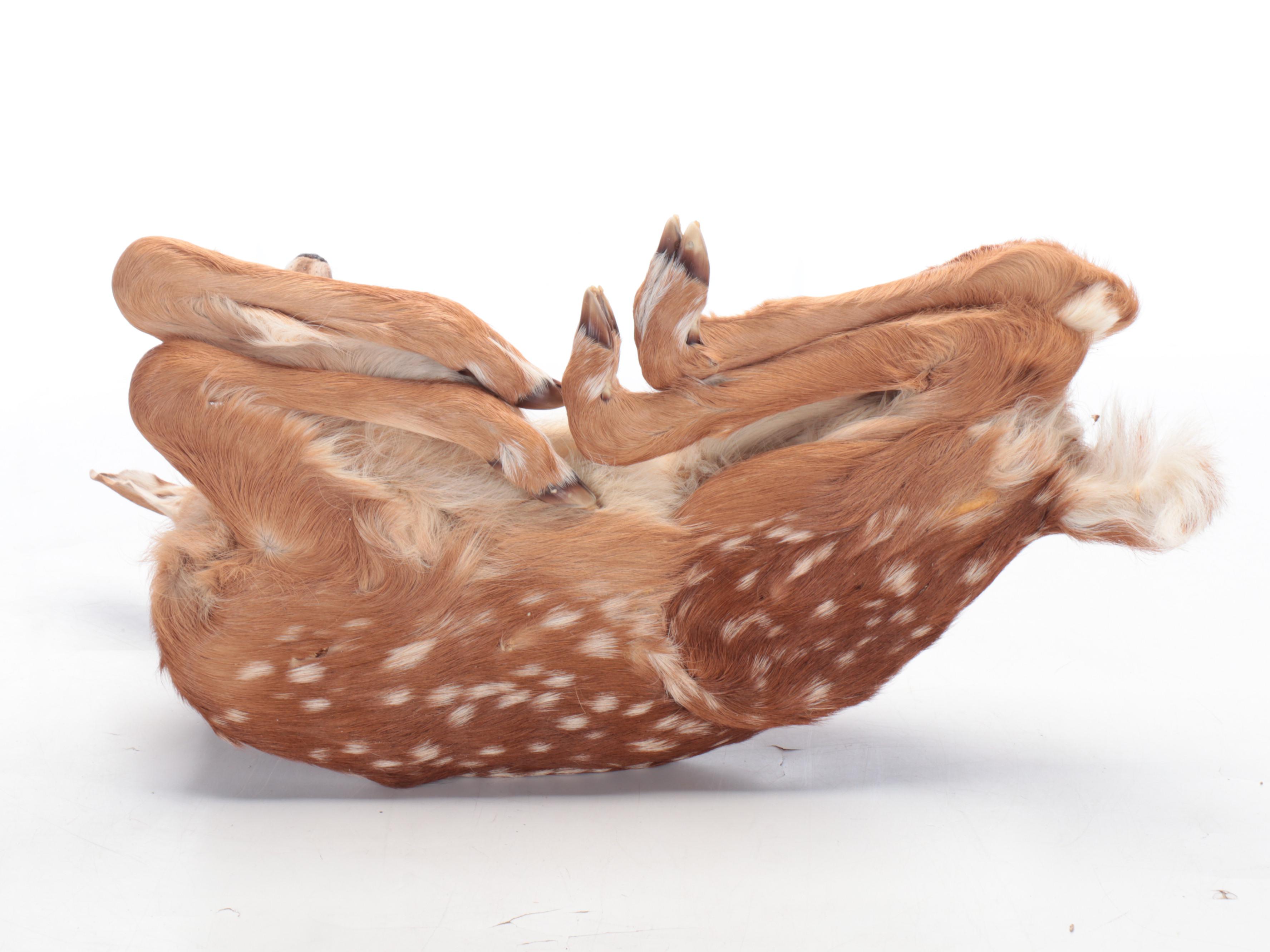 Taxidermy White-Tailed Deer Fawn