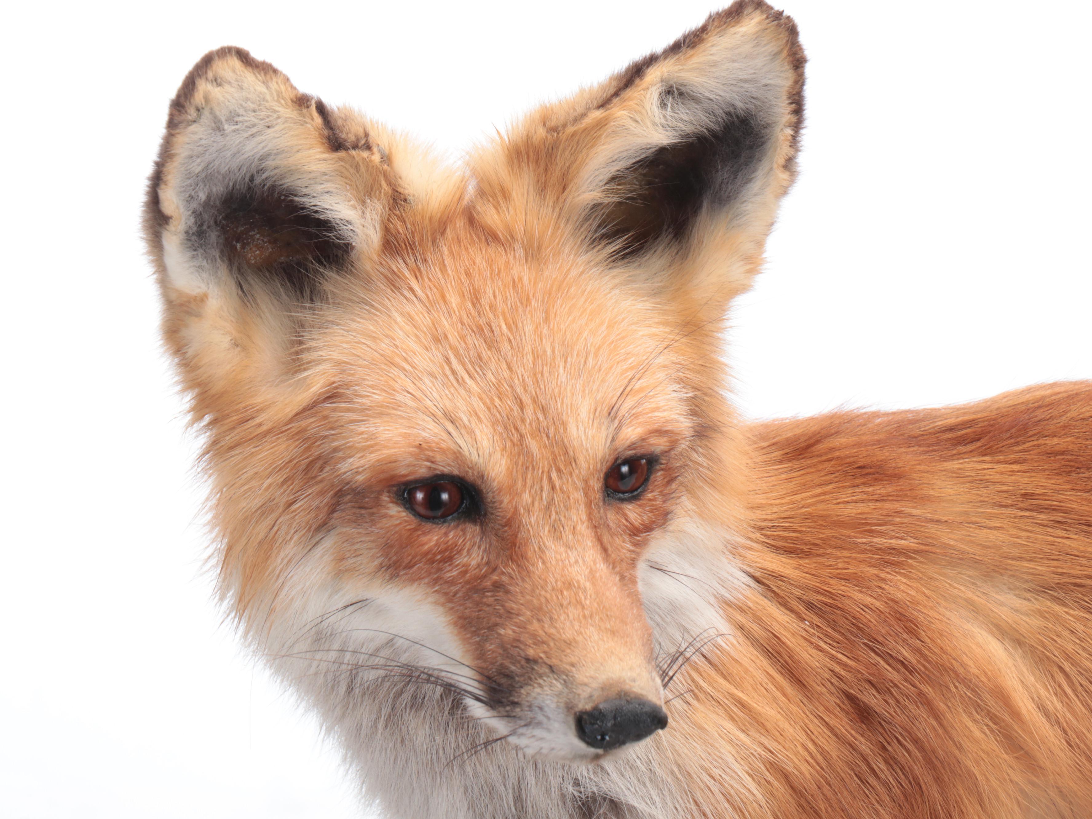 Taxidermy Red Fox Full Body Mount on Log