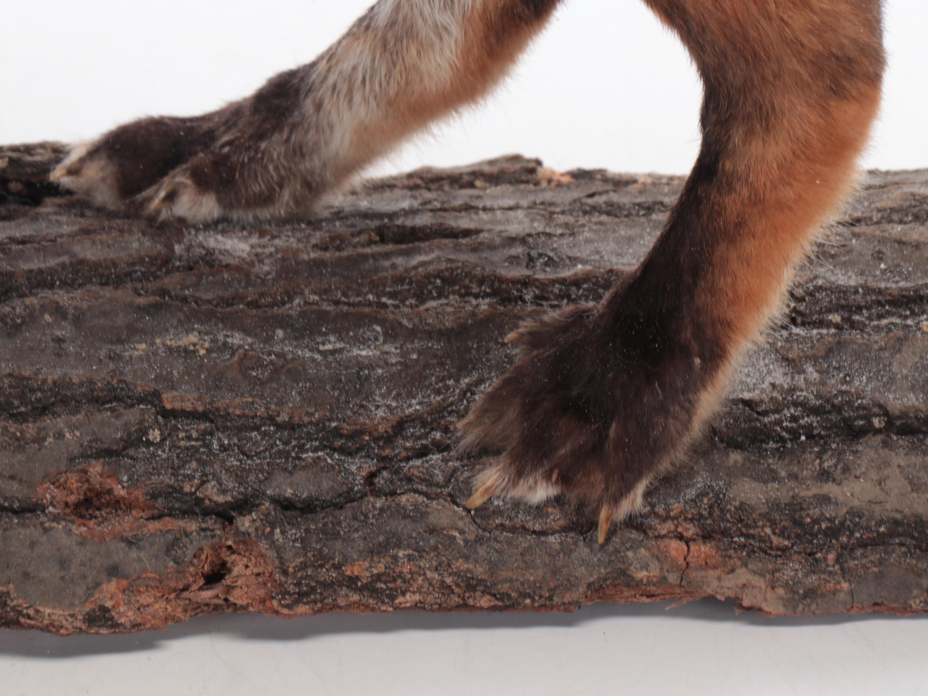 Taxidermy Red Fox Full Body Mount on Log