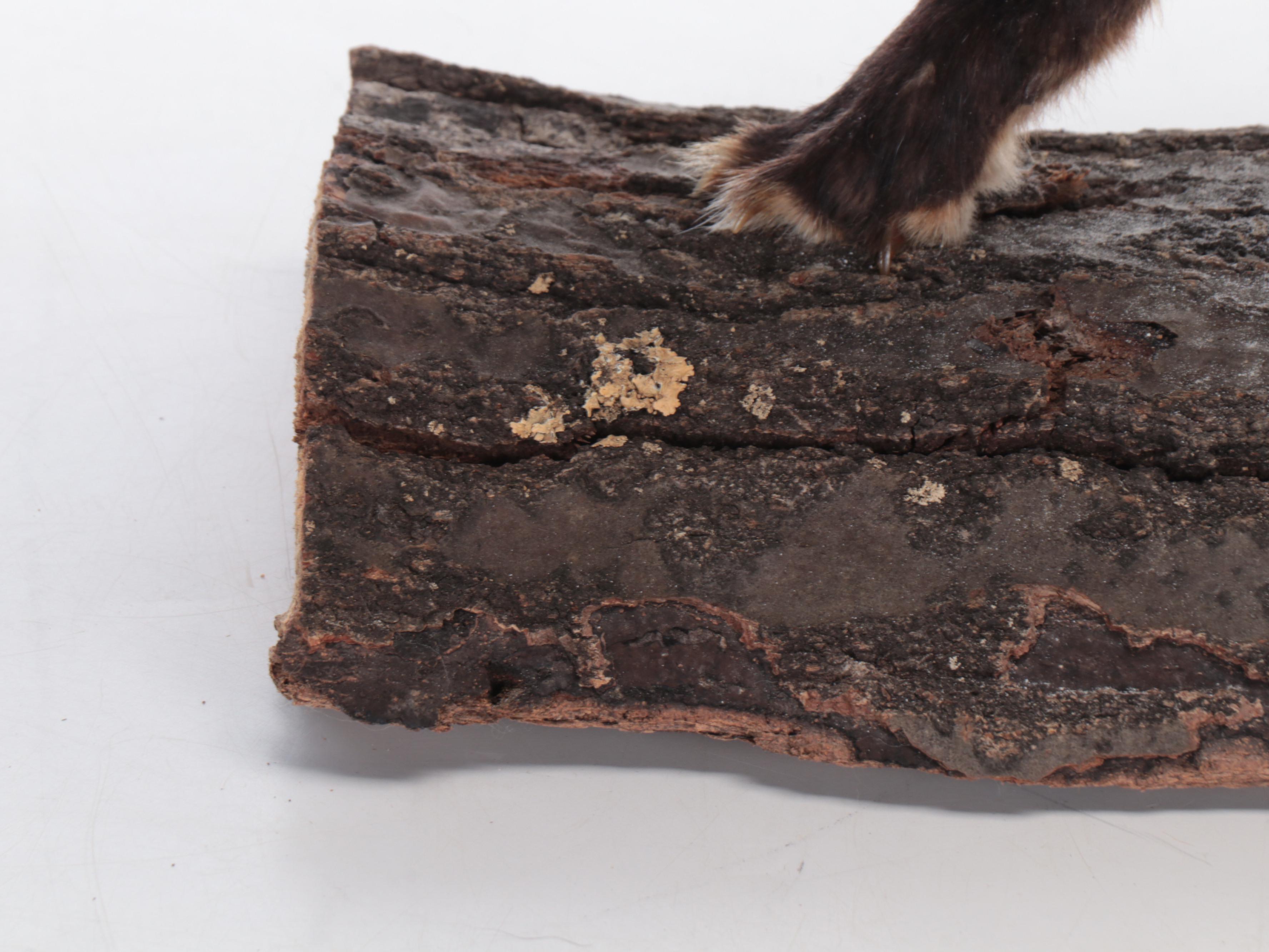 Taxidermy Red Fox Full Body Mount on Log