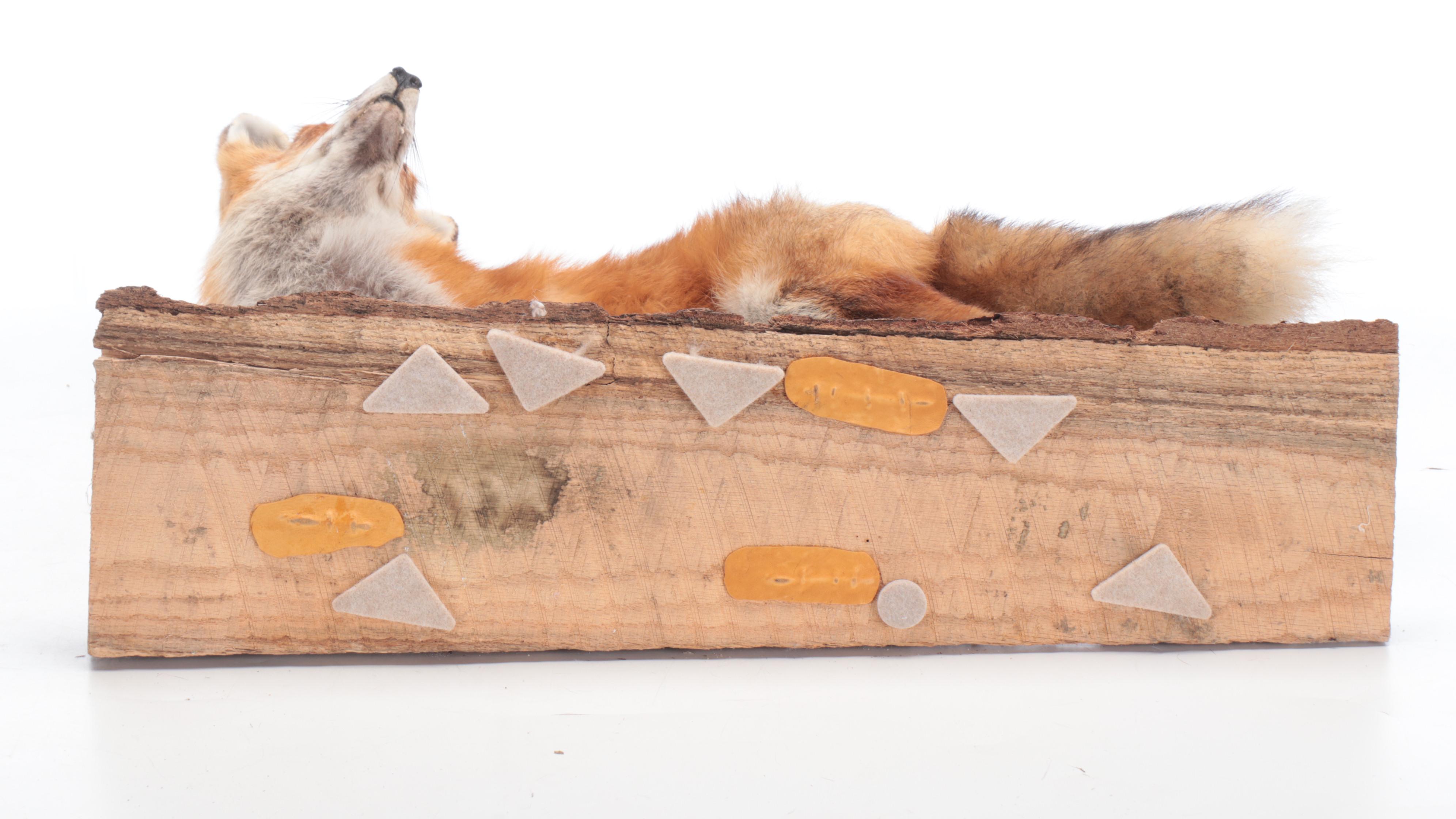 Taxidermy Red Fox Full Body Mount on Log