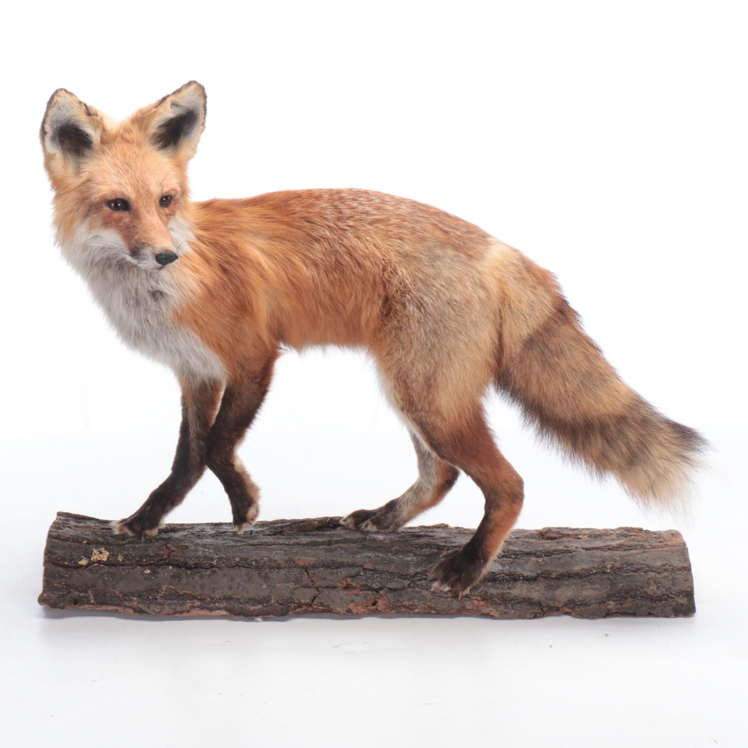 Taxidermy Red Fox Full Body Mount on Log