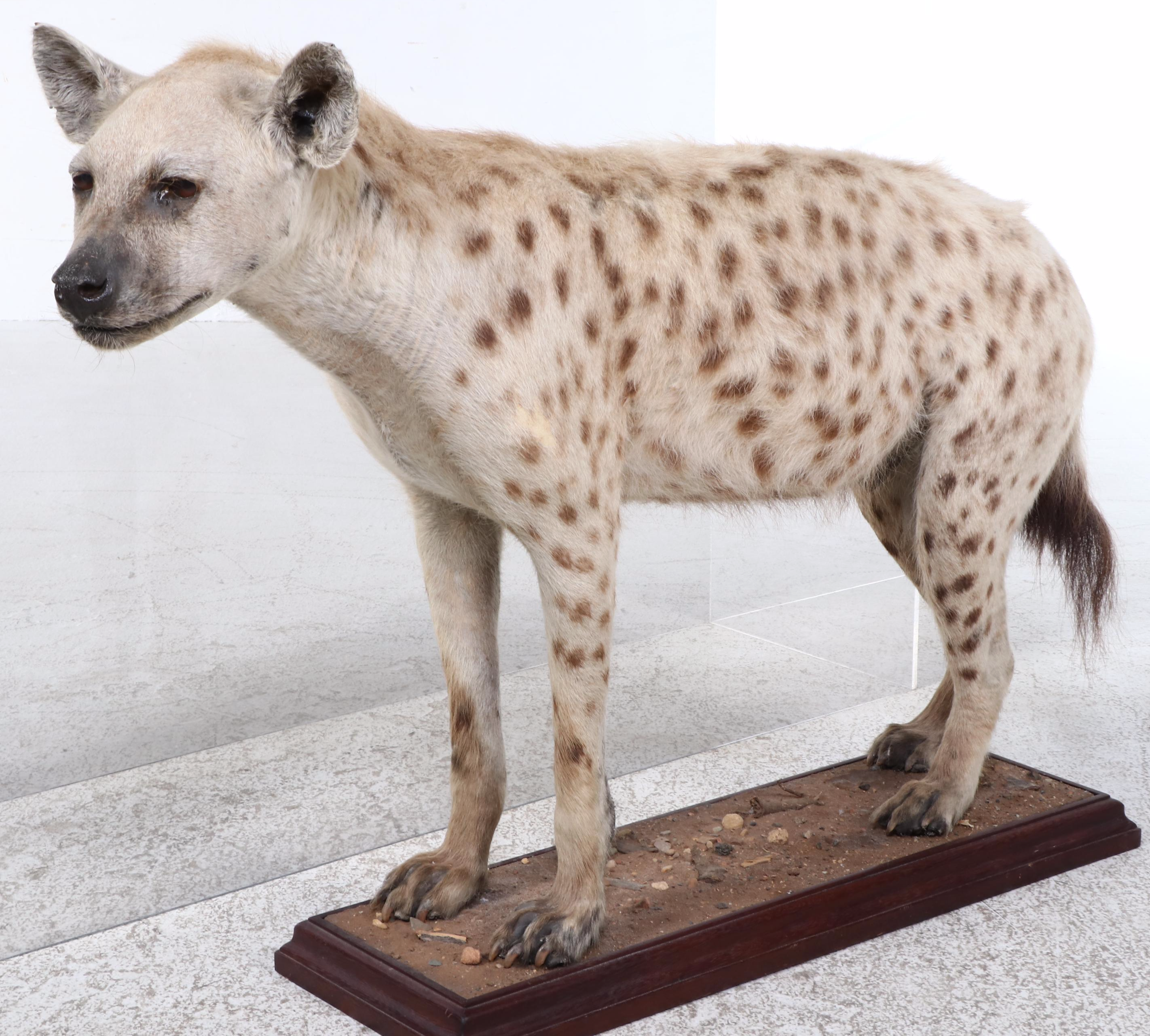 Taxidermy Spotted Hyena Full Body Mount in Acrylic Case