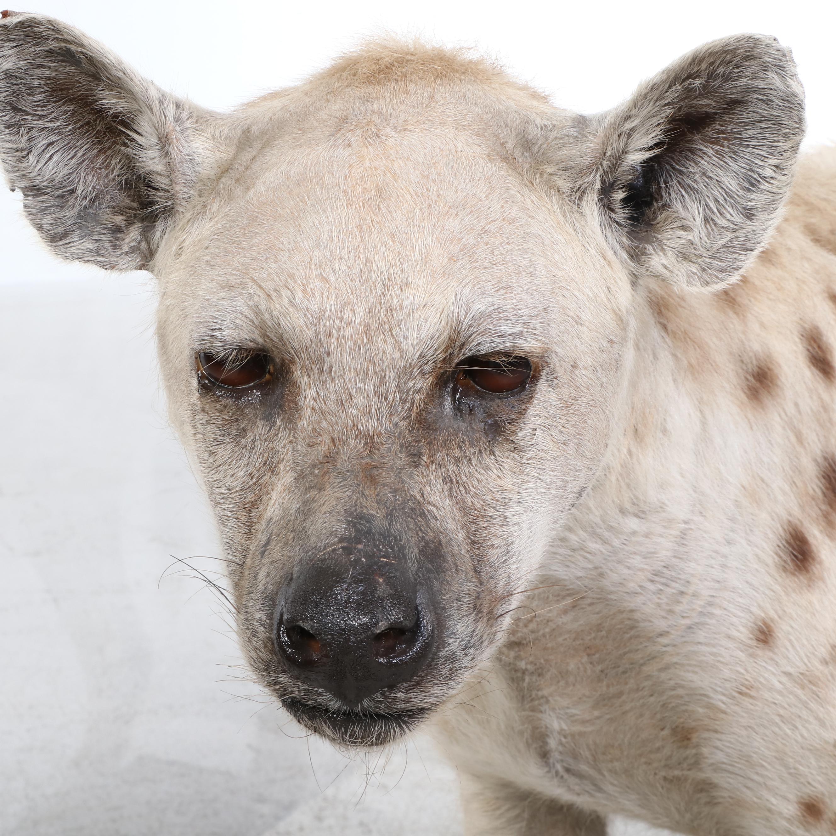 Taxidermy Spotted Hyena Full Body Mount in Acrylic Case