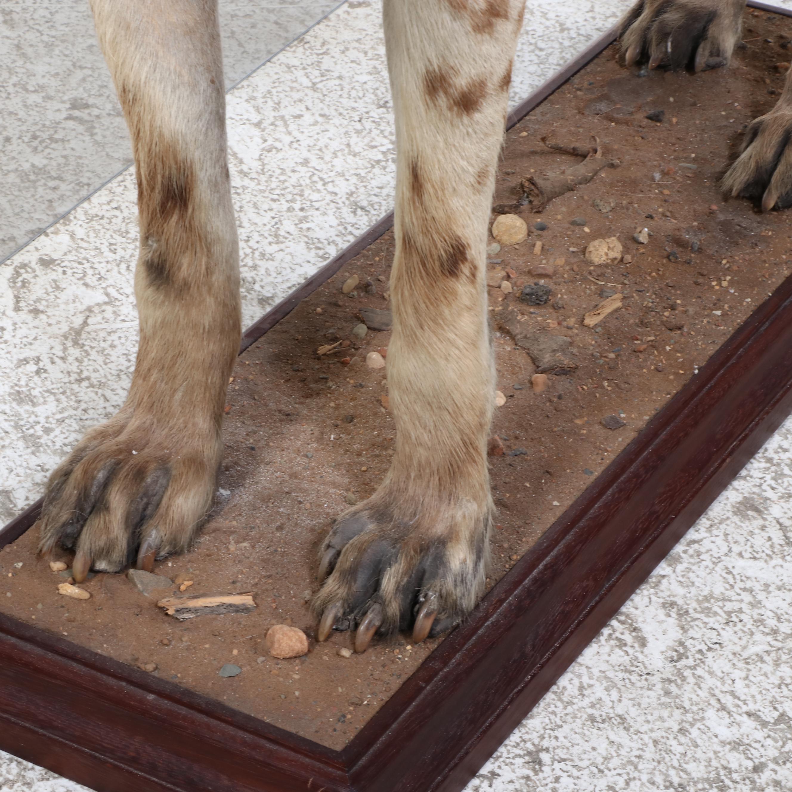 Taxidermy Spotted Hyena Full Body Mount in Acrylic Case