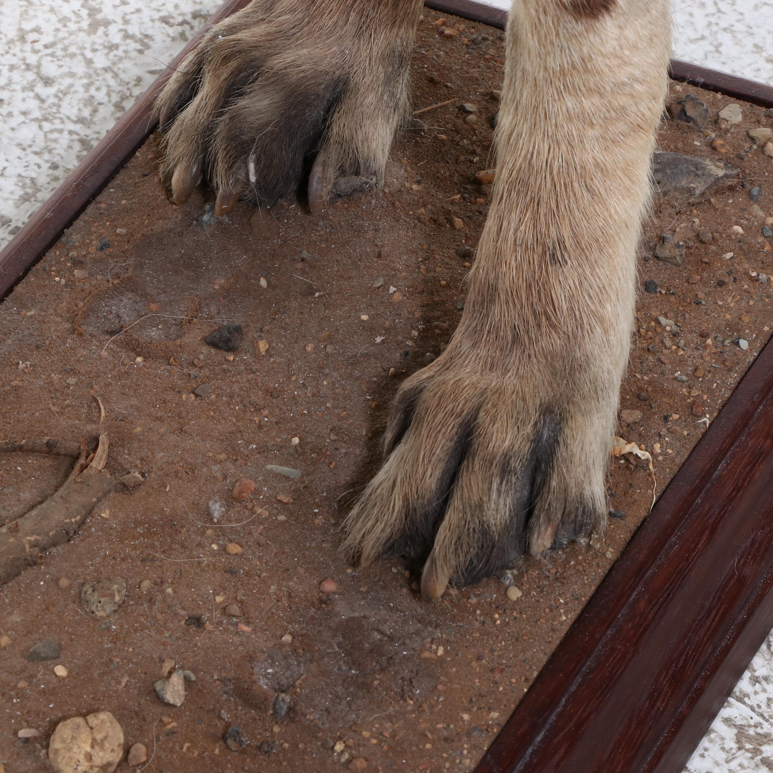 Taxidermy Spotted Hyena Full Body Mount in Acrylic Case