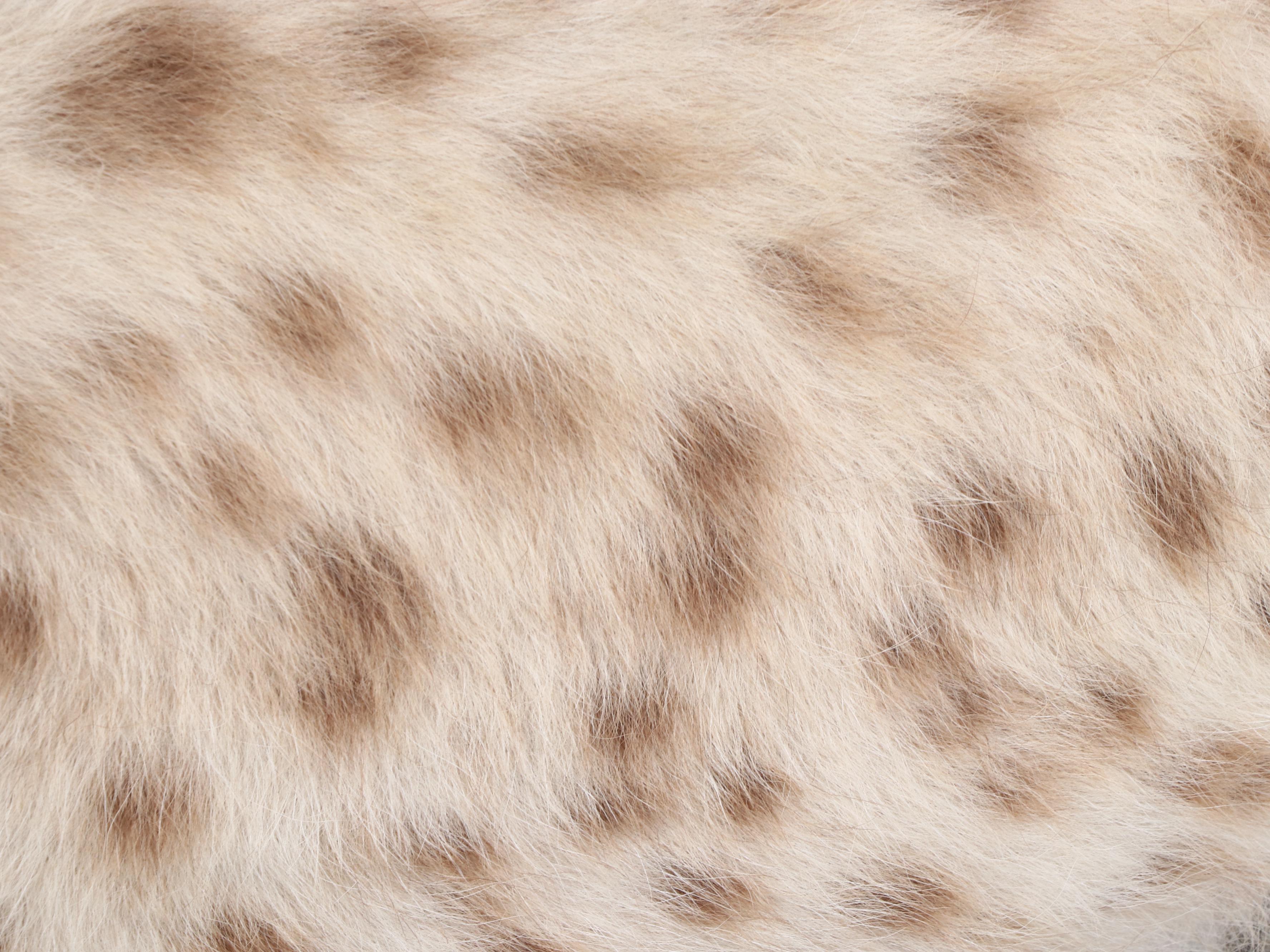 Taxidermy Spotted Hyena Full Body Mount in Acrylic Case