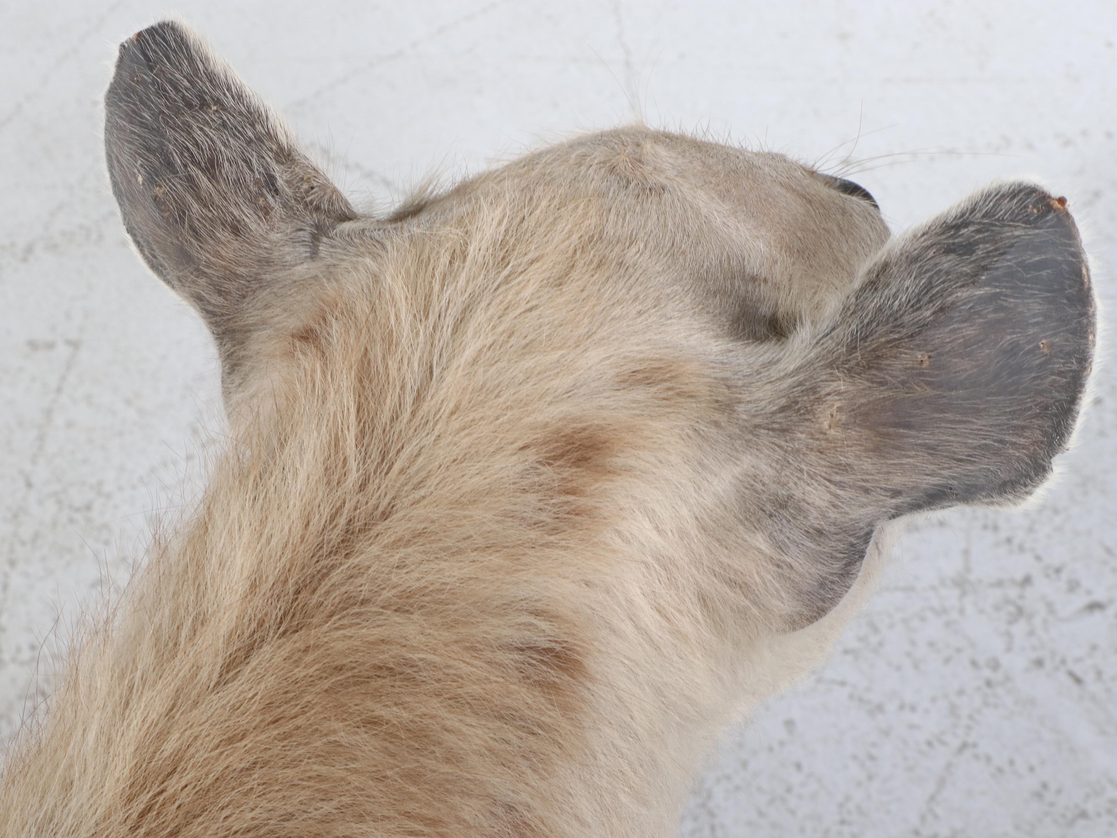 Taxidermy Spotted Hyena Full Body Mount in Acrylic Case