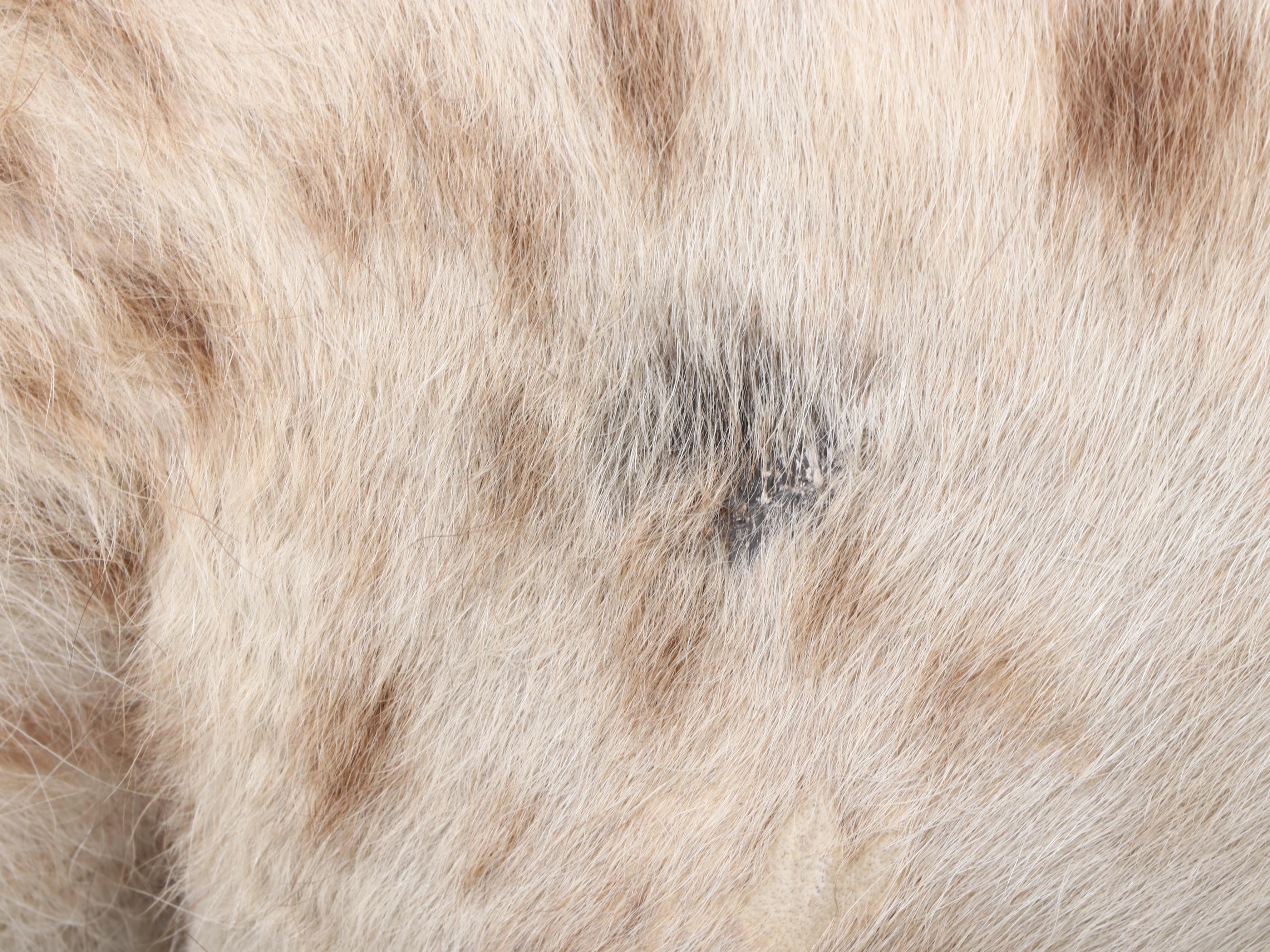 Taxidermy Spotted Hyena Full Body Mount in Acrylic Case