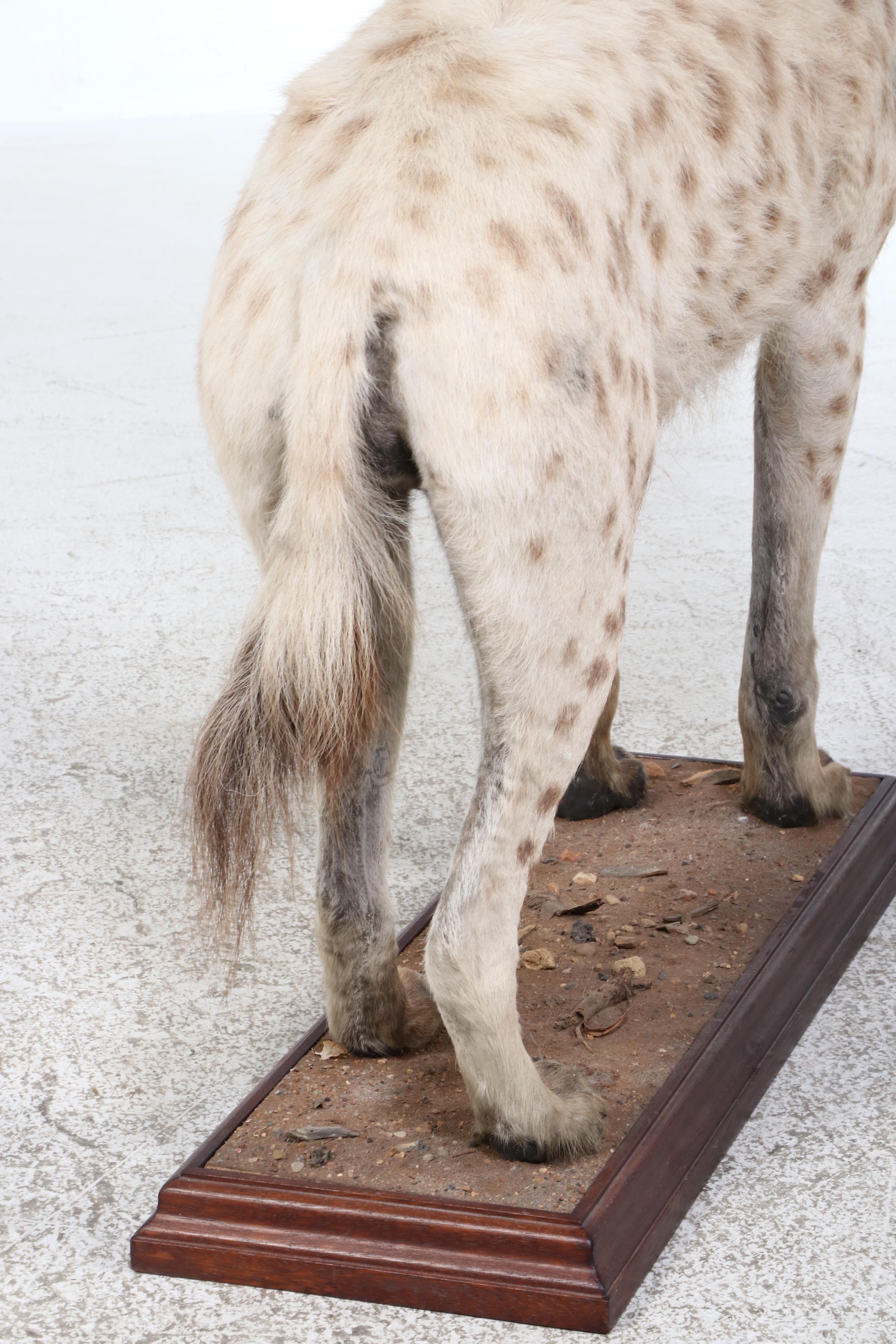 Taxidermy Spotted Hyena Full Body Mount in Acrylic Case