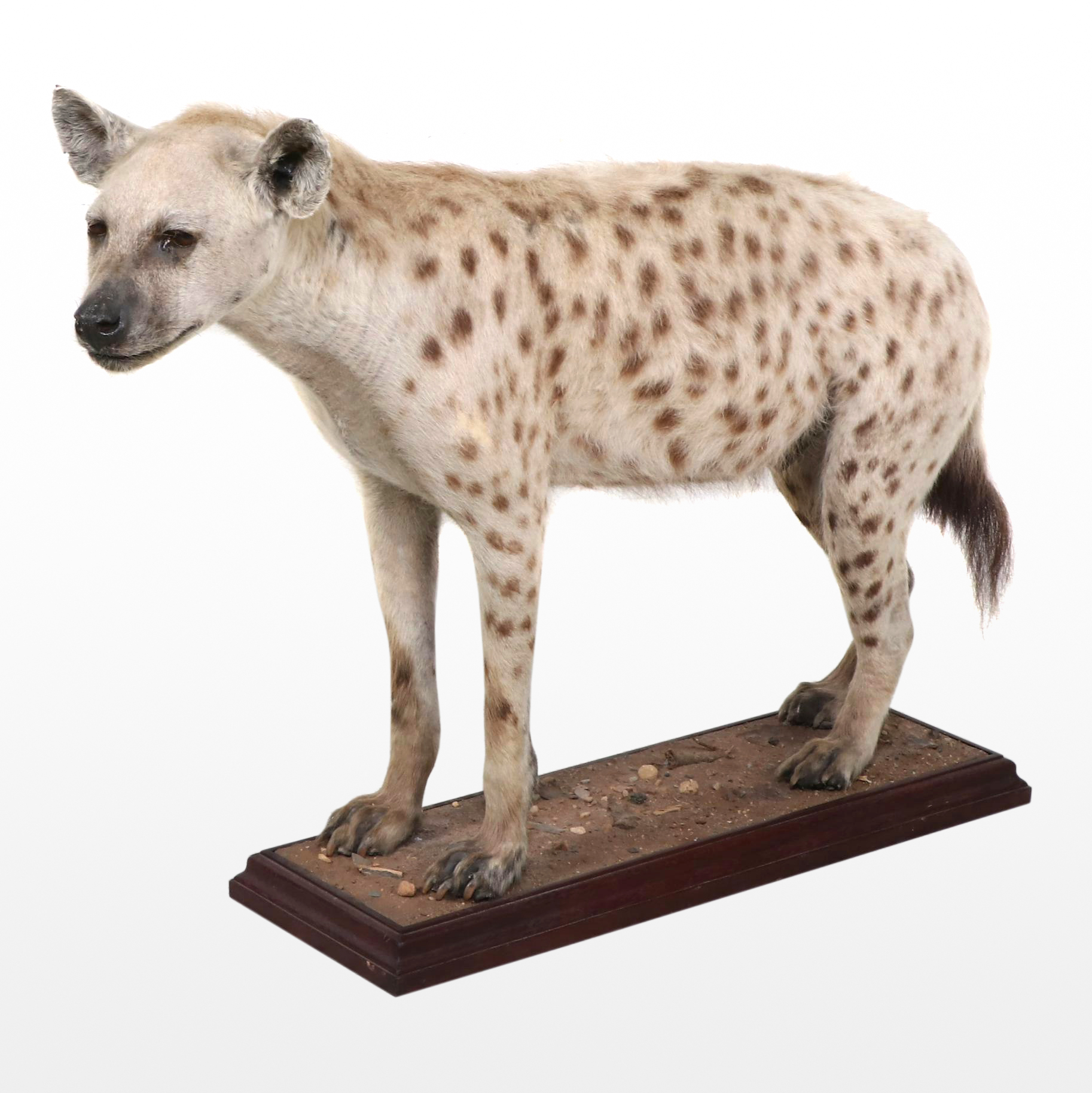 Taxidermy Spotted Hyena Full Body Mount in Acrylic Case