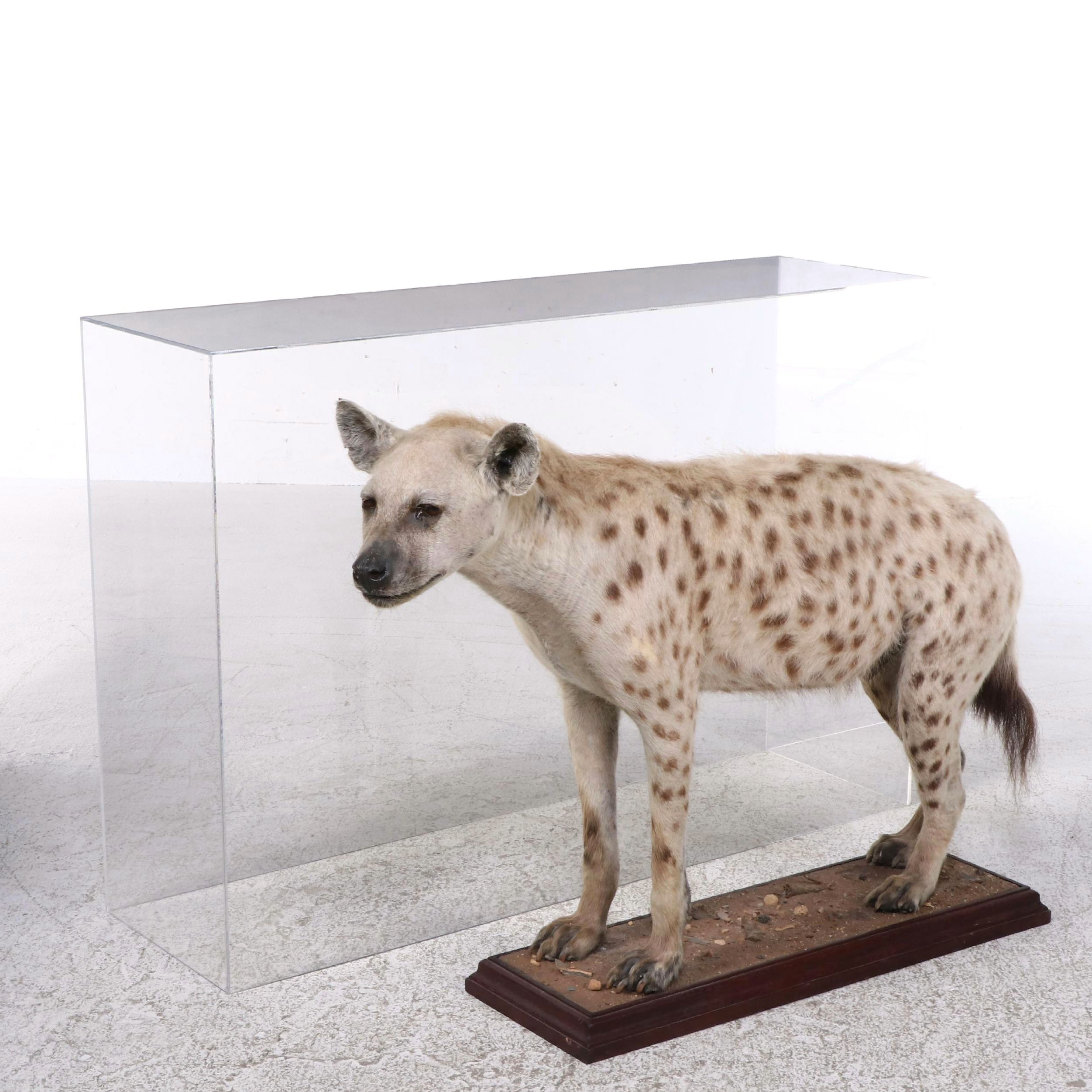 Taxidermy Spotted Hyena Full Body Mount in Acrylic Case