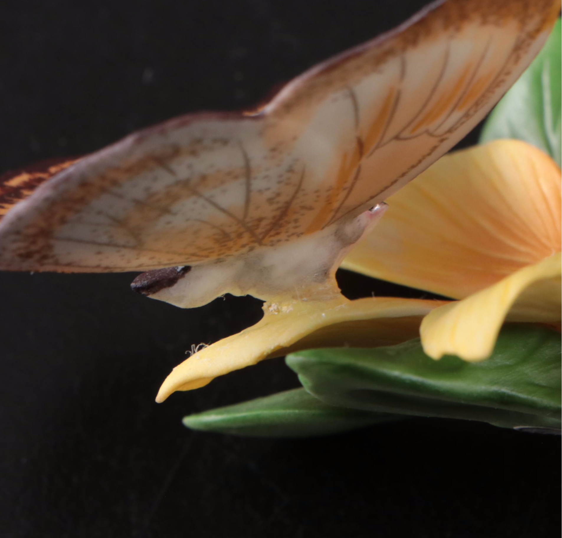 Franklin Mint "Butterflies of the World" Porcelain Collection and Display, 1985