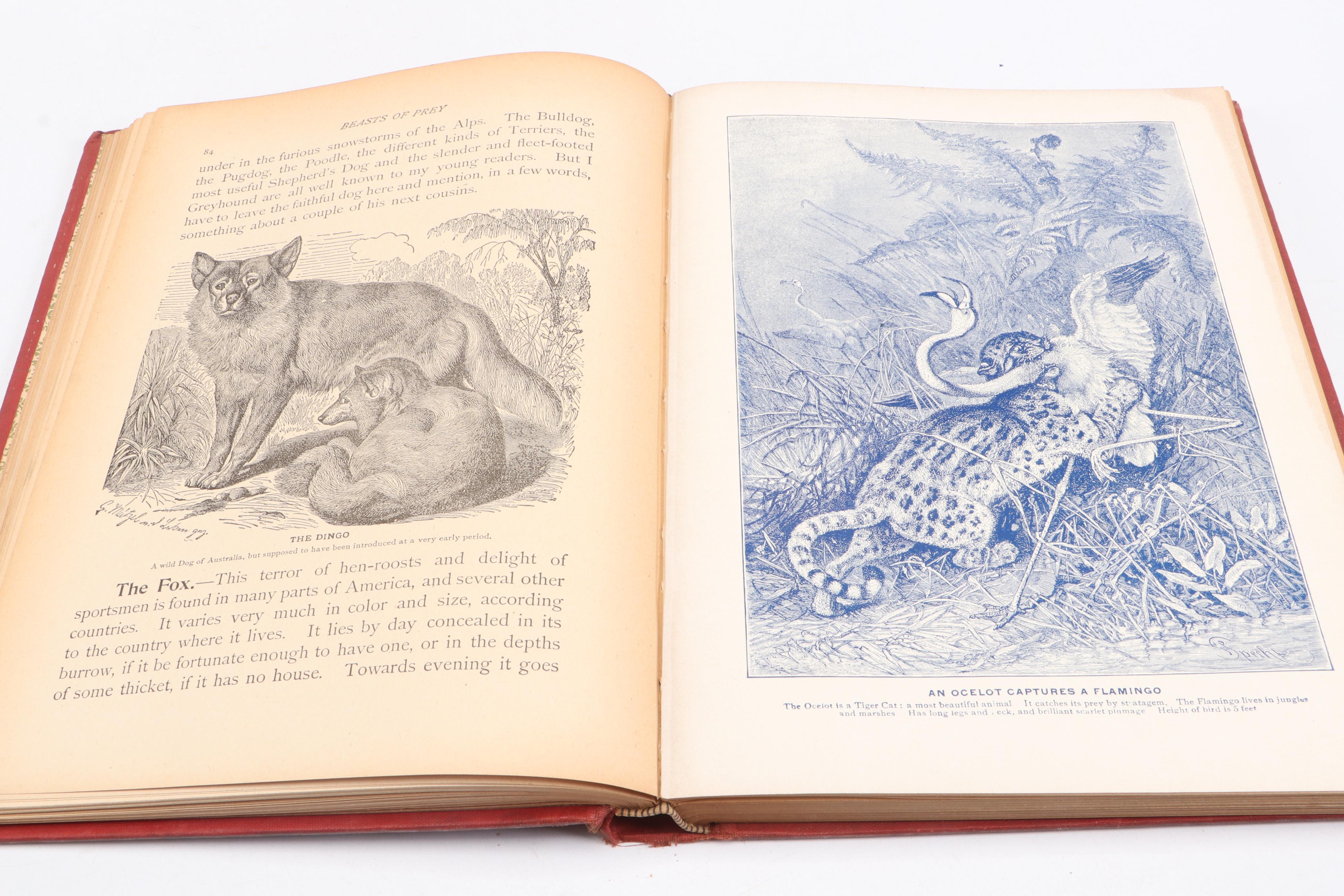 First Edition "Pets for Pleasure and Profit" by A. Hyatt Verrill and More Books