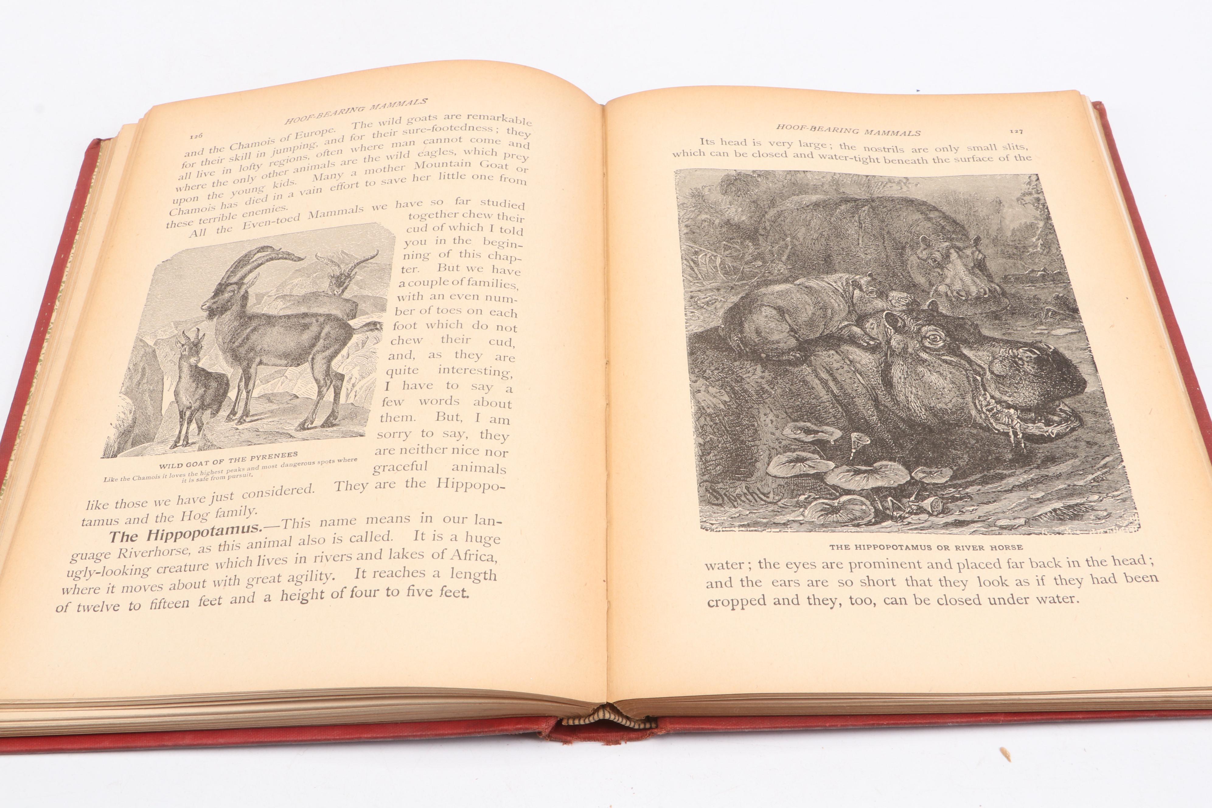 First Edition "Pets for Pleasure and Profit" by A. Hyatt Verrill and More Books