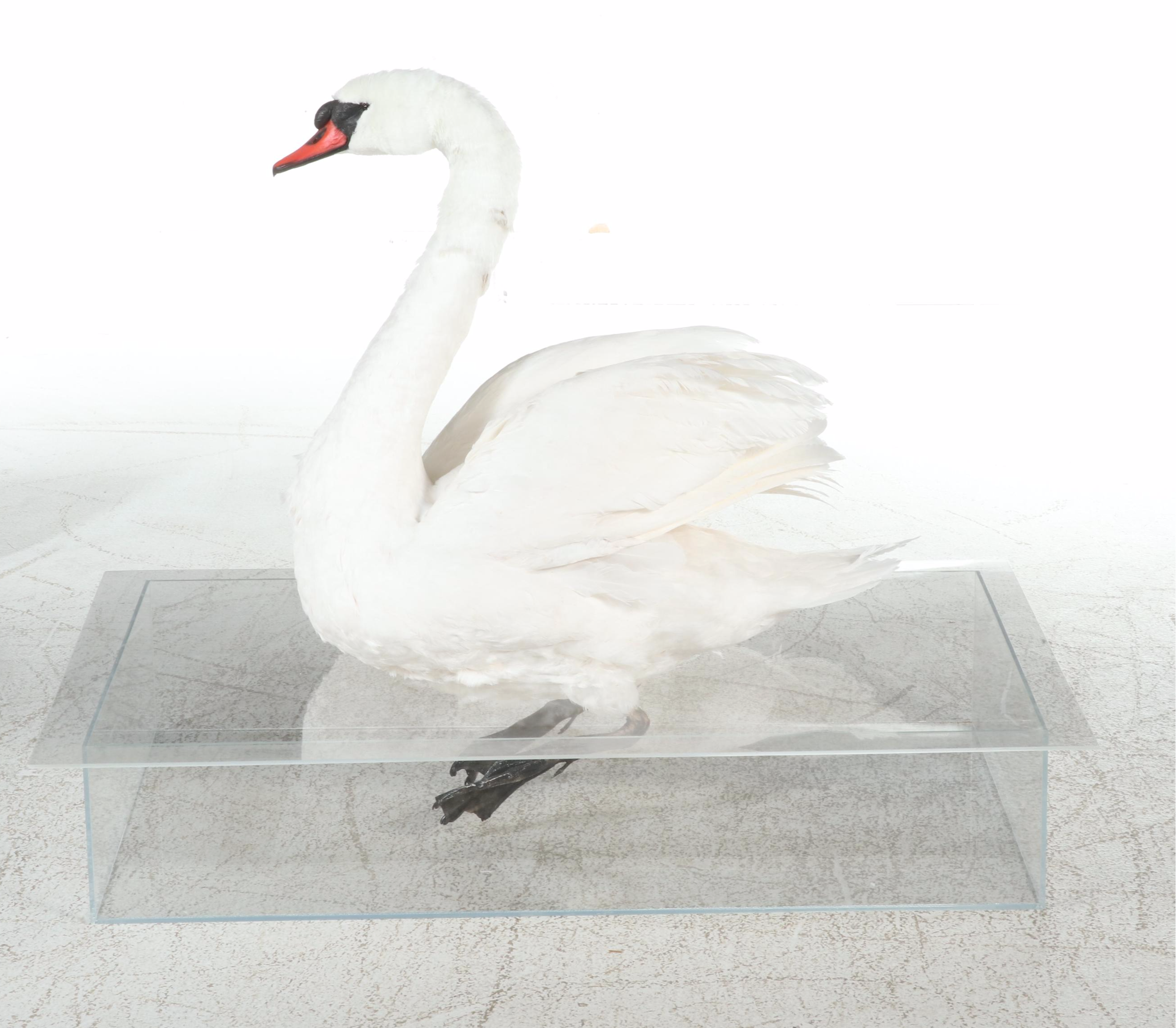 Taxidermy Mute Swan Full Body Mount in Acrylic Display